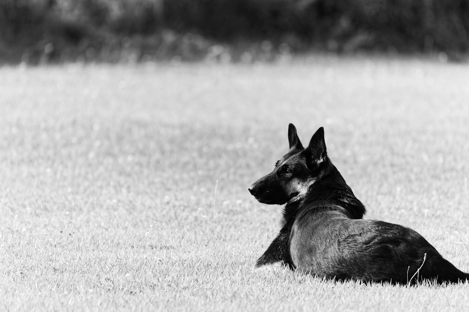 Schwarzer Hund liegt auf dem Gras in einem Feld