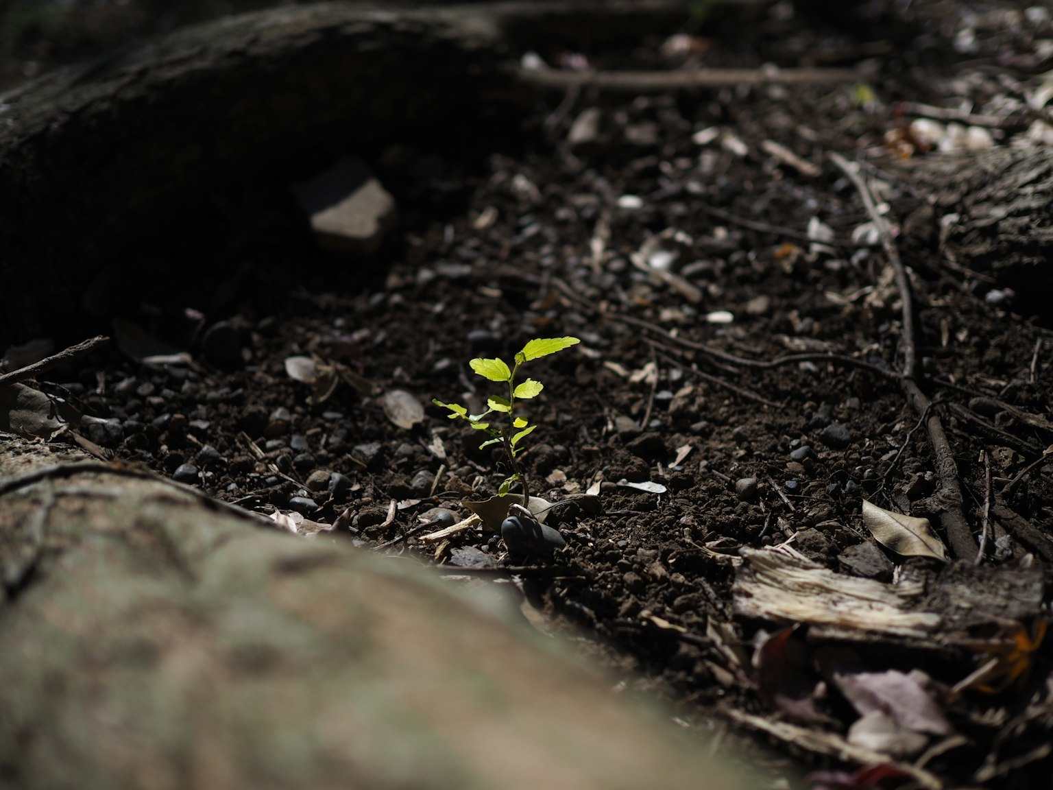 Petite plante verte émergeant du sol sombre