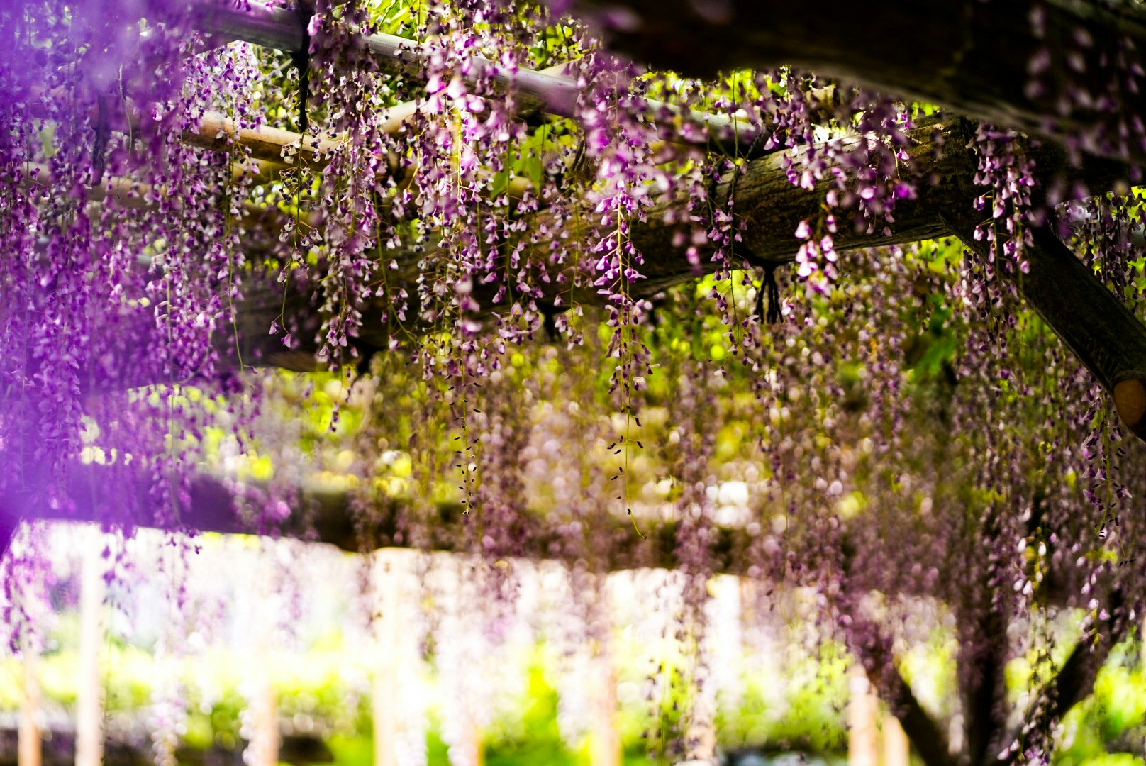 紫の花が垂れる木の下の庭の小道