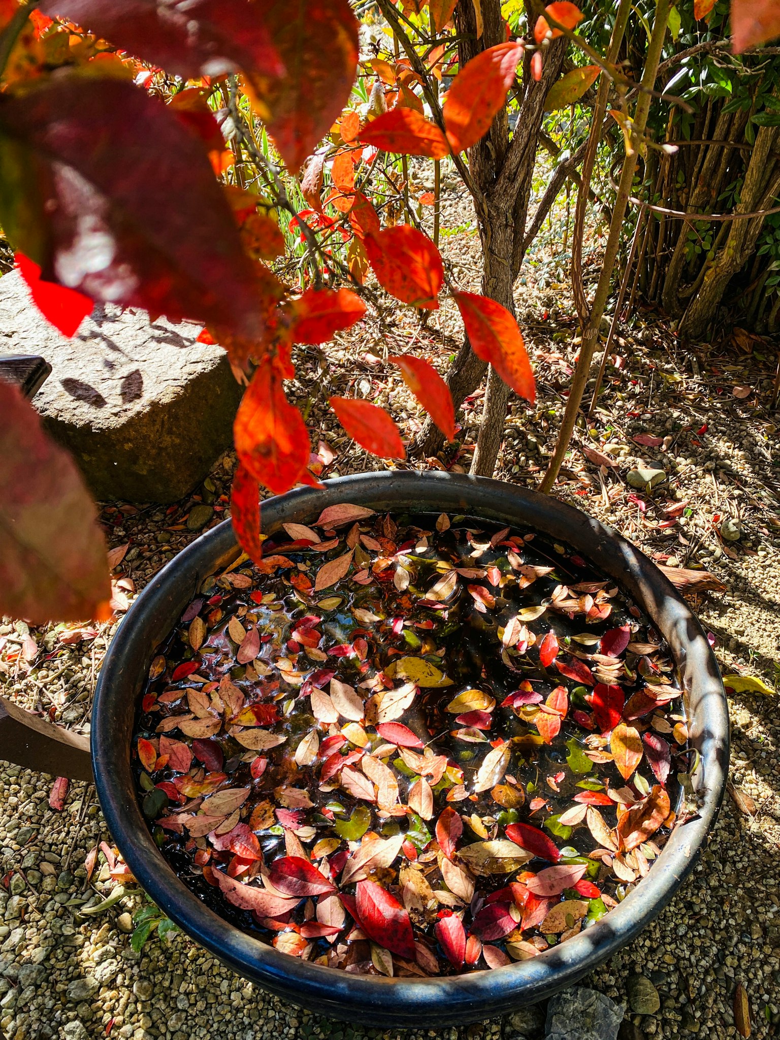 Un pot noir rempli de feuilles d'automne et un feuillage rouge contrastant