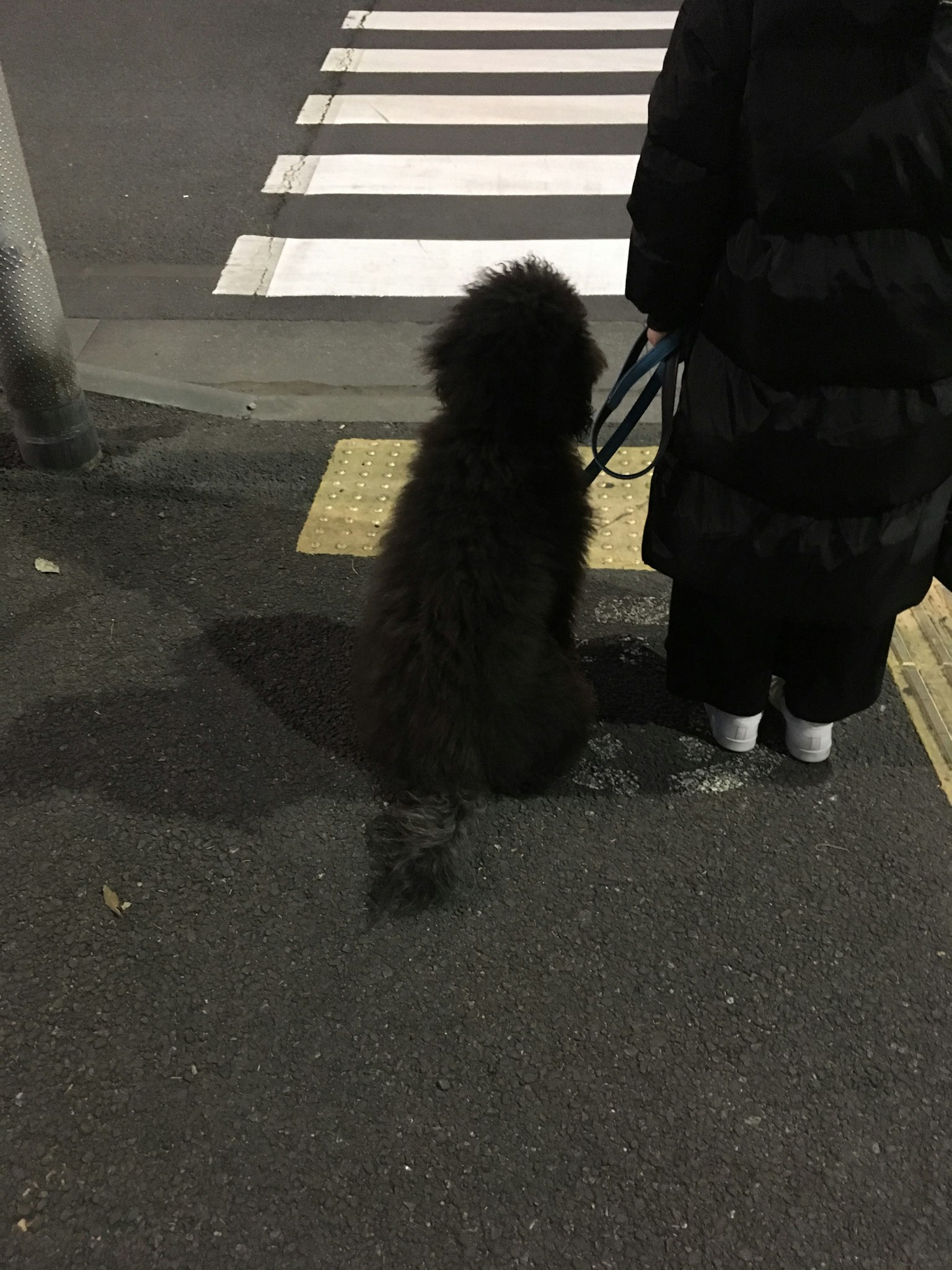 A black dog sitting next to its owner at a crosswalk