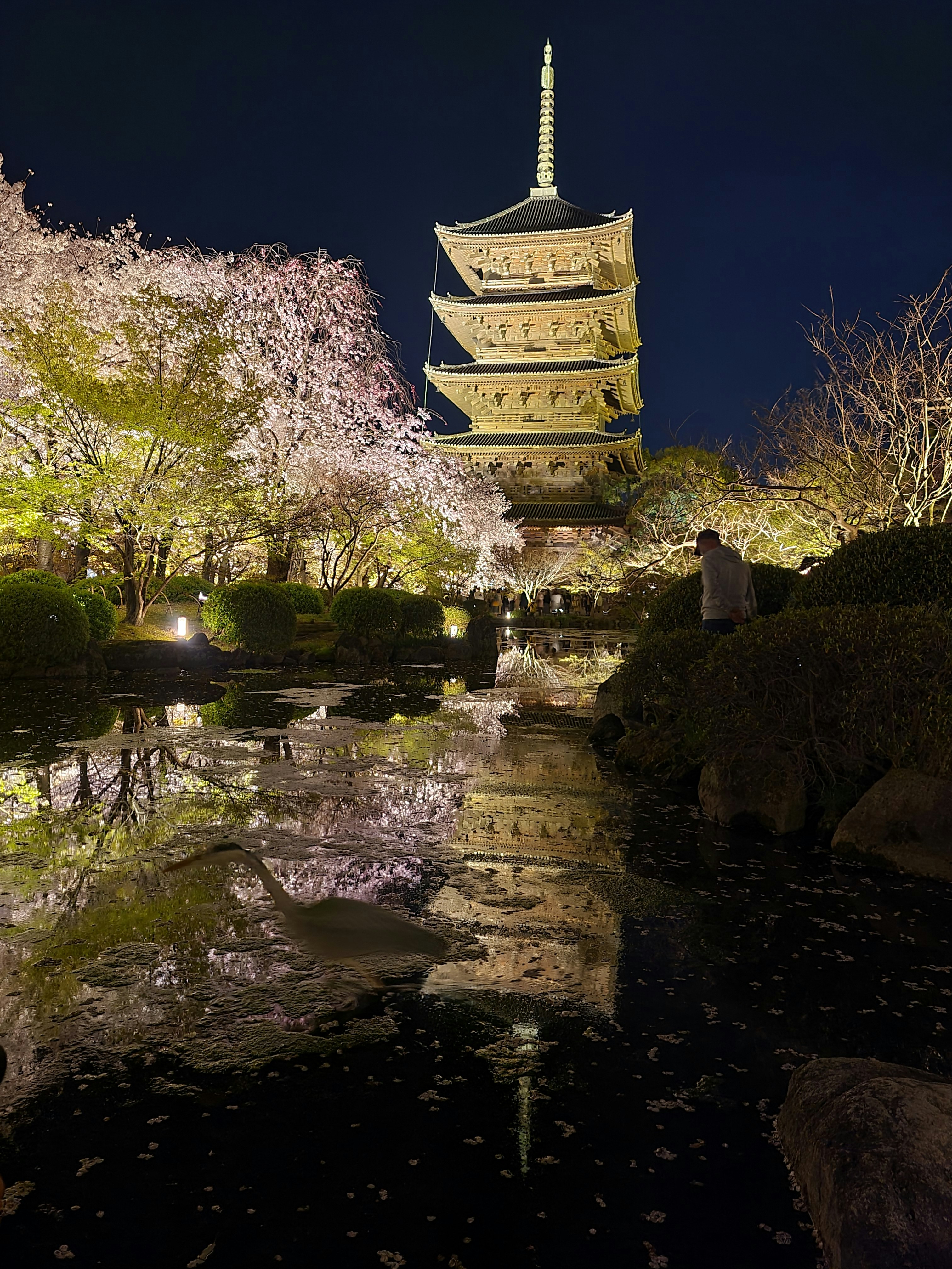 夜の池と桜、灯りのある寺の多層塔のある庭園