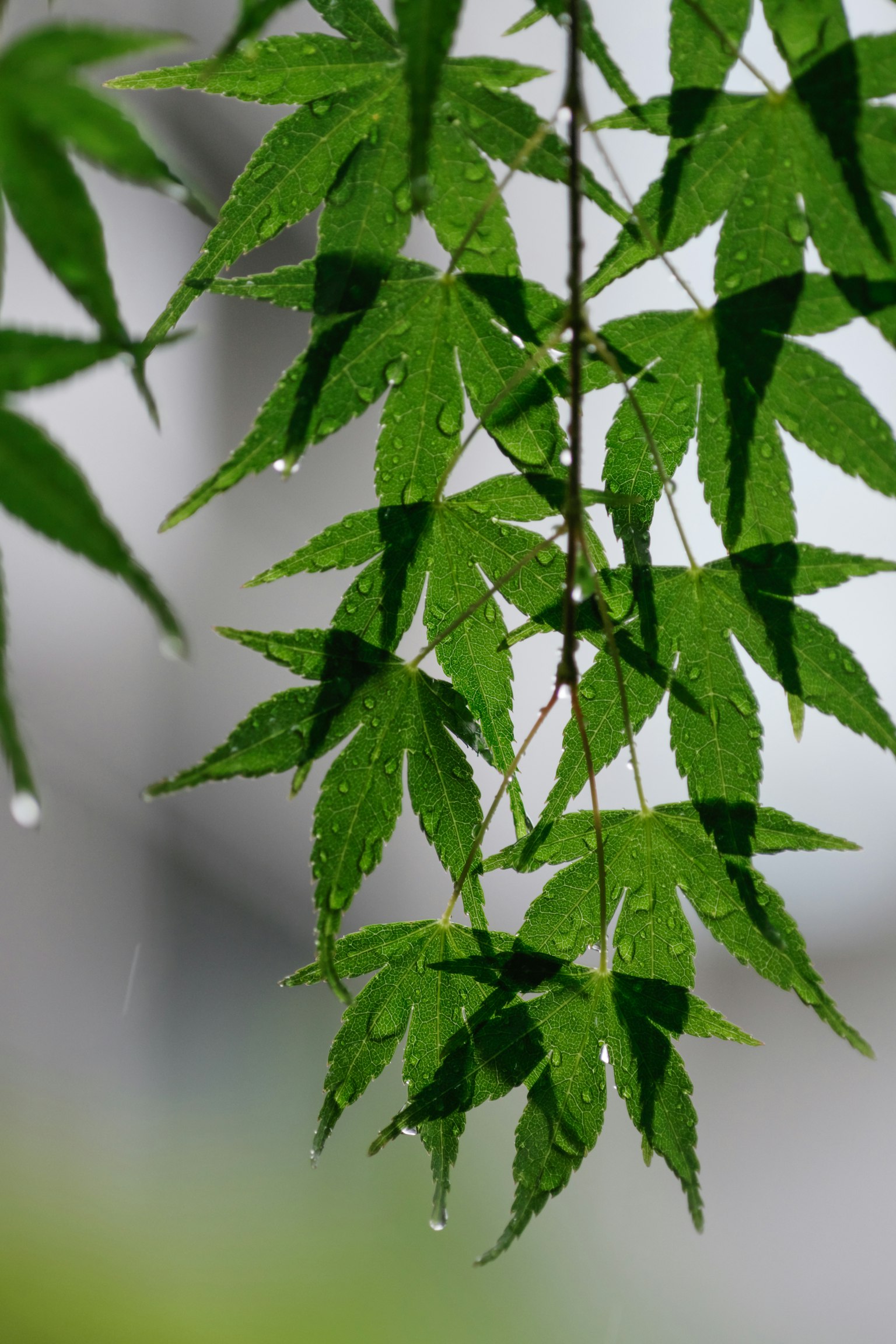 Ramas de hojas de arce verdes brillando con gotas de lluvia