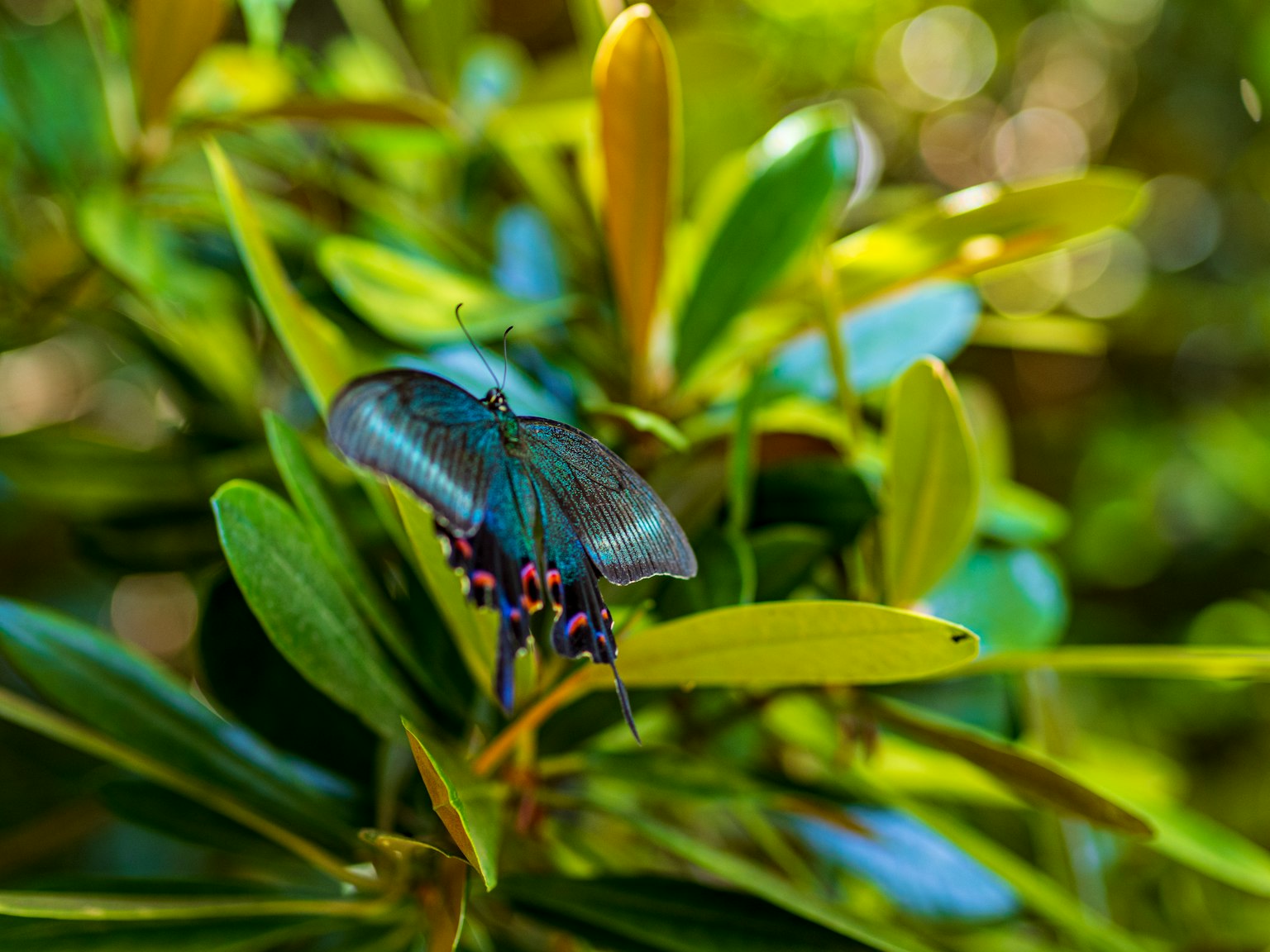 Un papillon bleu posé sur des feuilles vertes vibrantes dans un cadre naturel