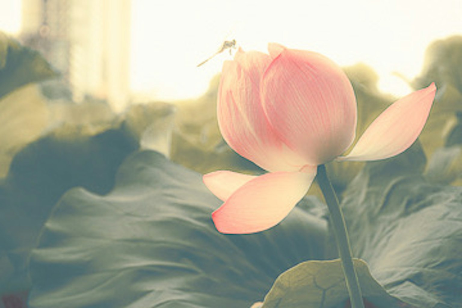 Un delicato fiore di loto rosa che sboccia sopra foglie verdi