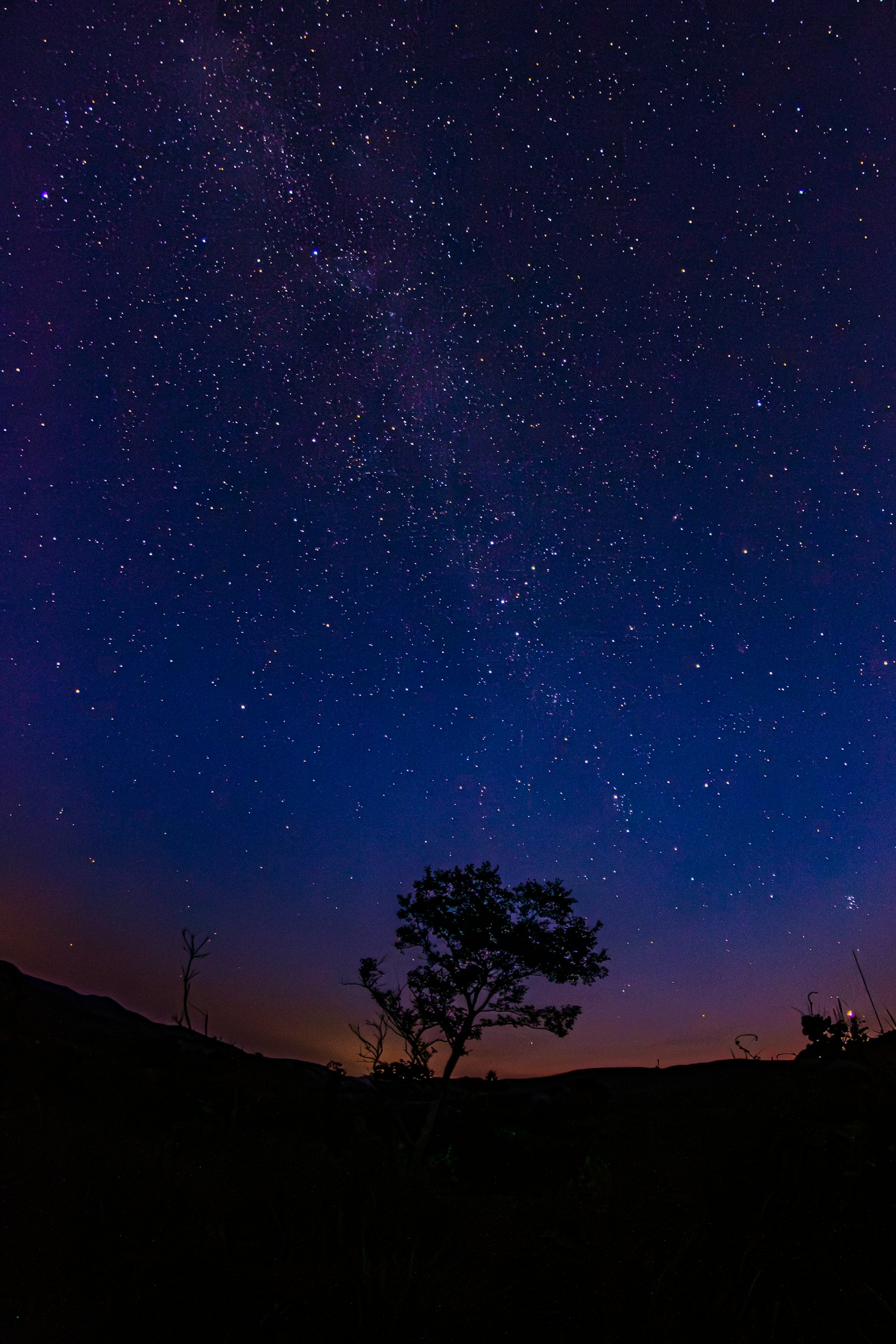 布满星星的夜空和树木的轮廓