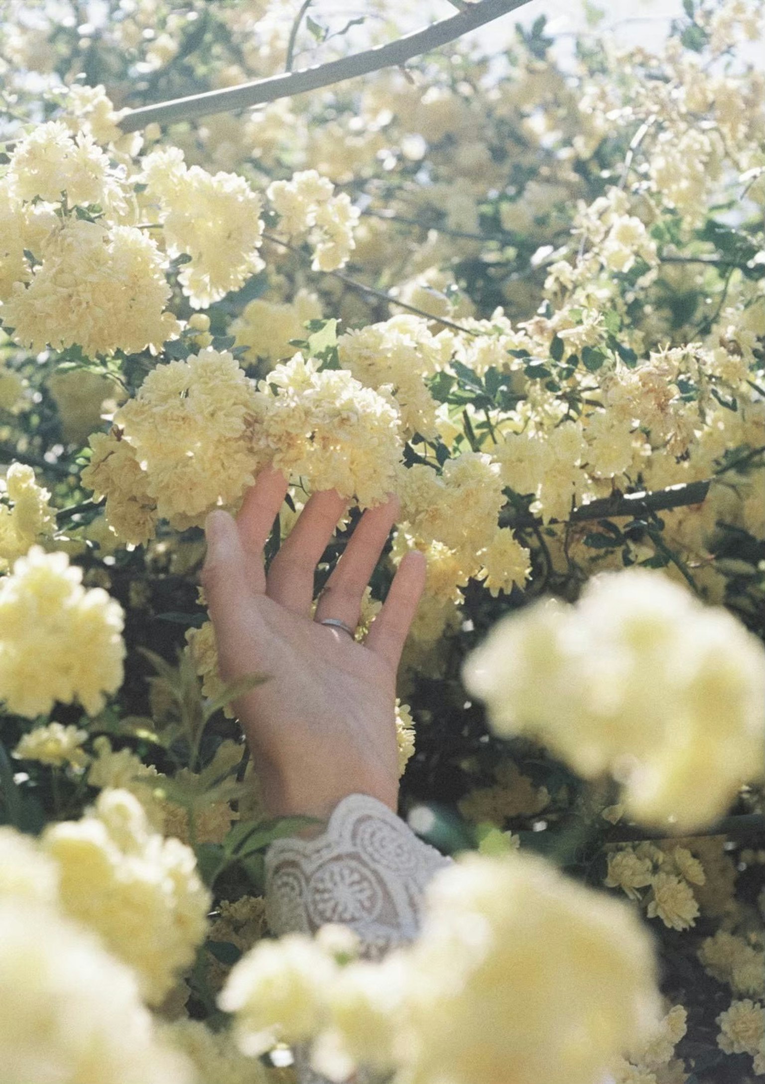 A hand reaching for yellow flowers with soft light filtering through