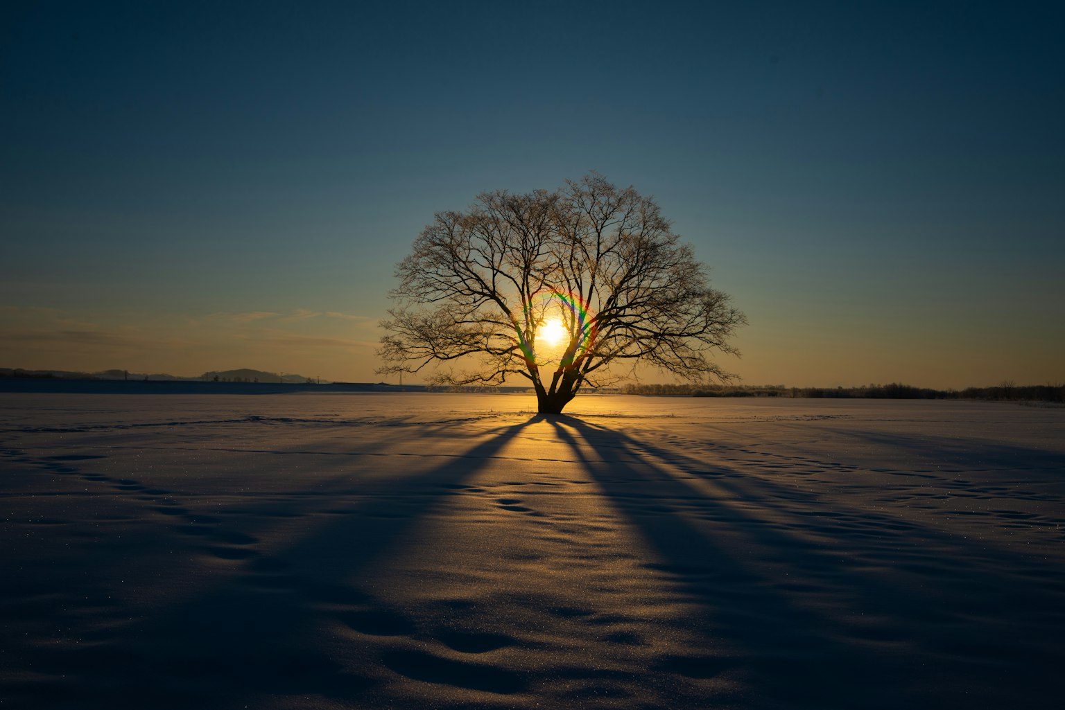 Un grande albero su una pianura innevata con il sole al tramonto dietro