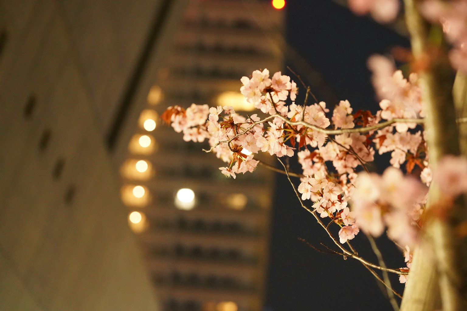 夜间樱花与模糊建筑灯光