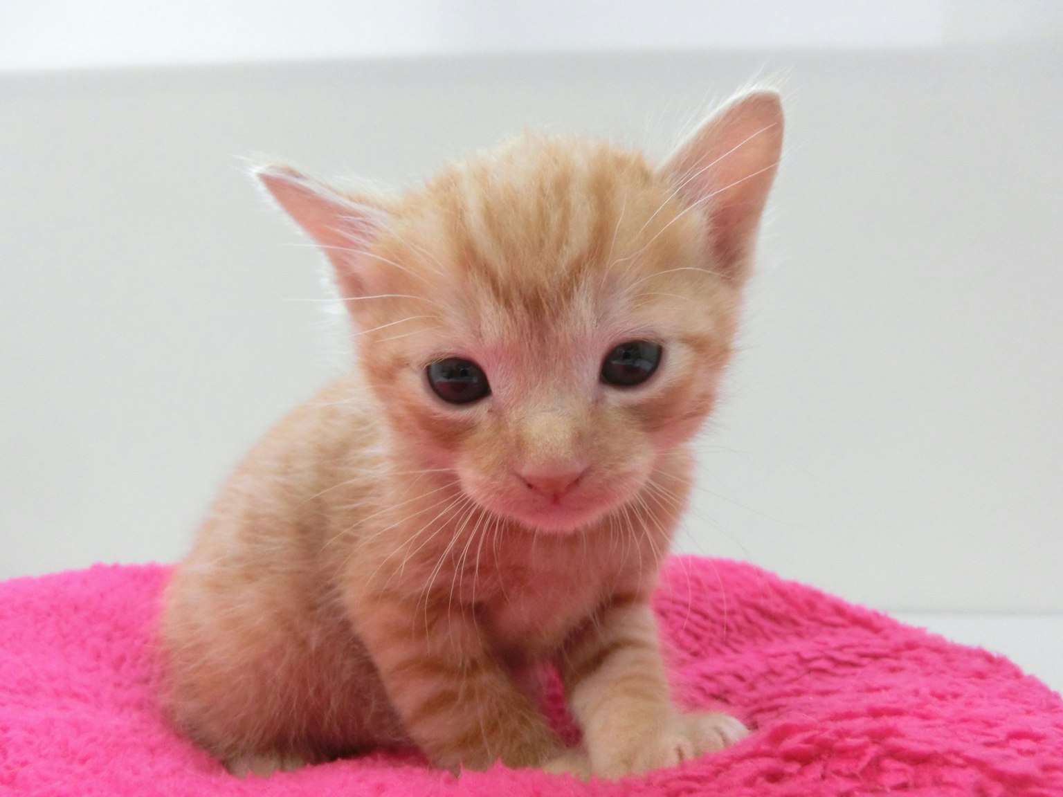 Kucing kecil berwarna oranye duduk di atas handuk merah muda