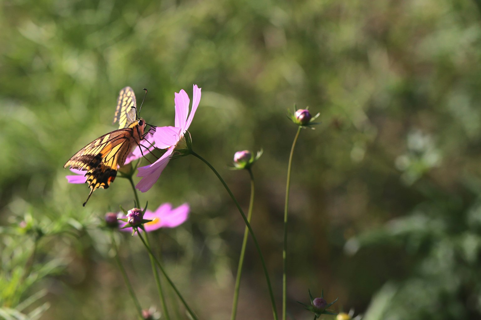 Una farfalla posata su un fiore rosa in un ambiente naturale