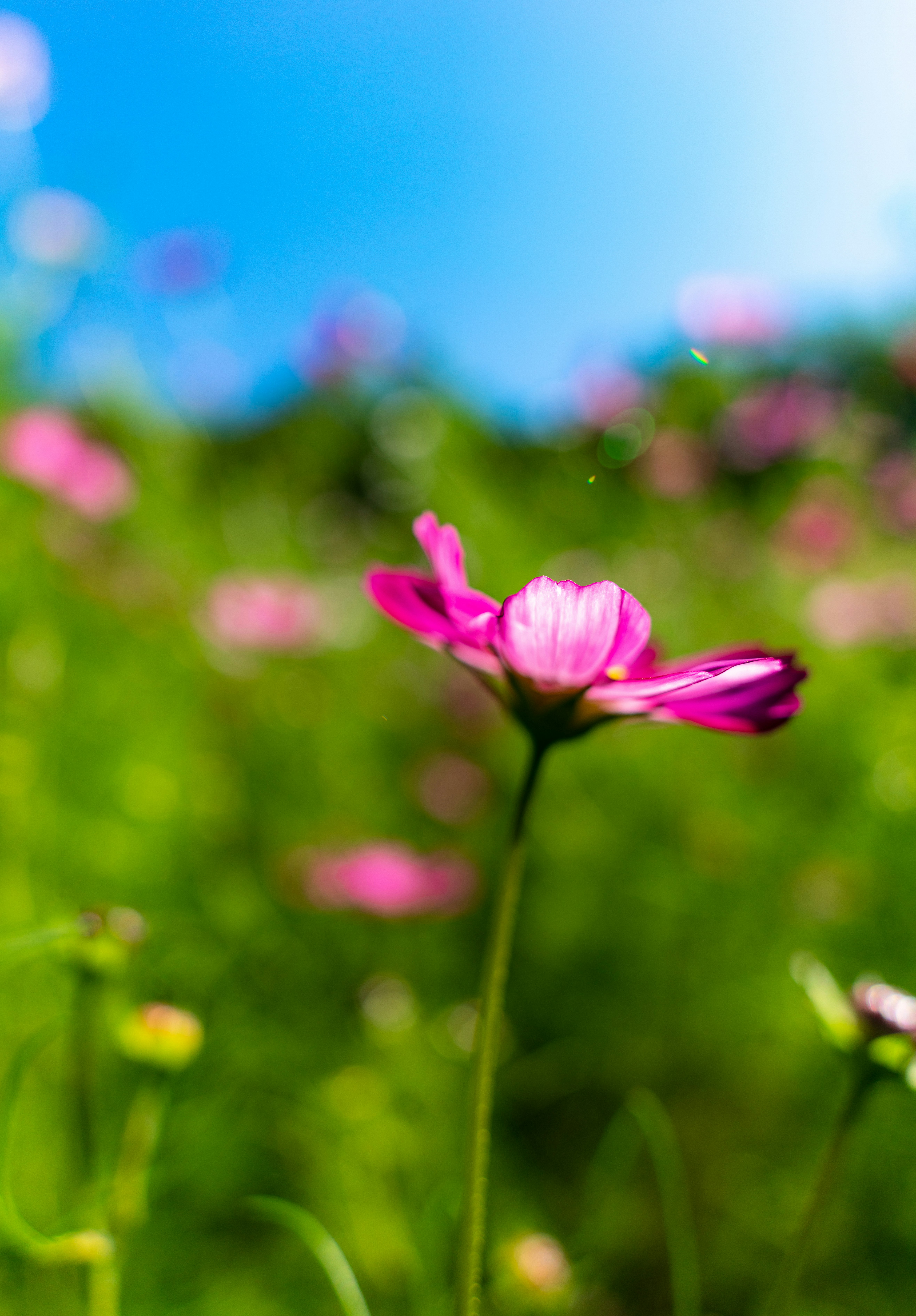 Fleur rose au premier plan avec arrière-plan flou sur ciel bleu