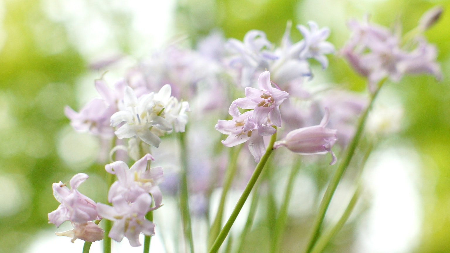 Zarte Pastellblumen vor grünem Hintergrund