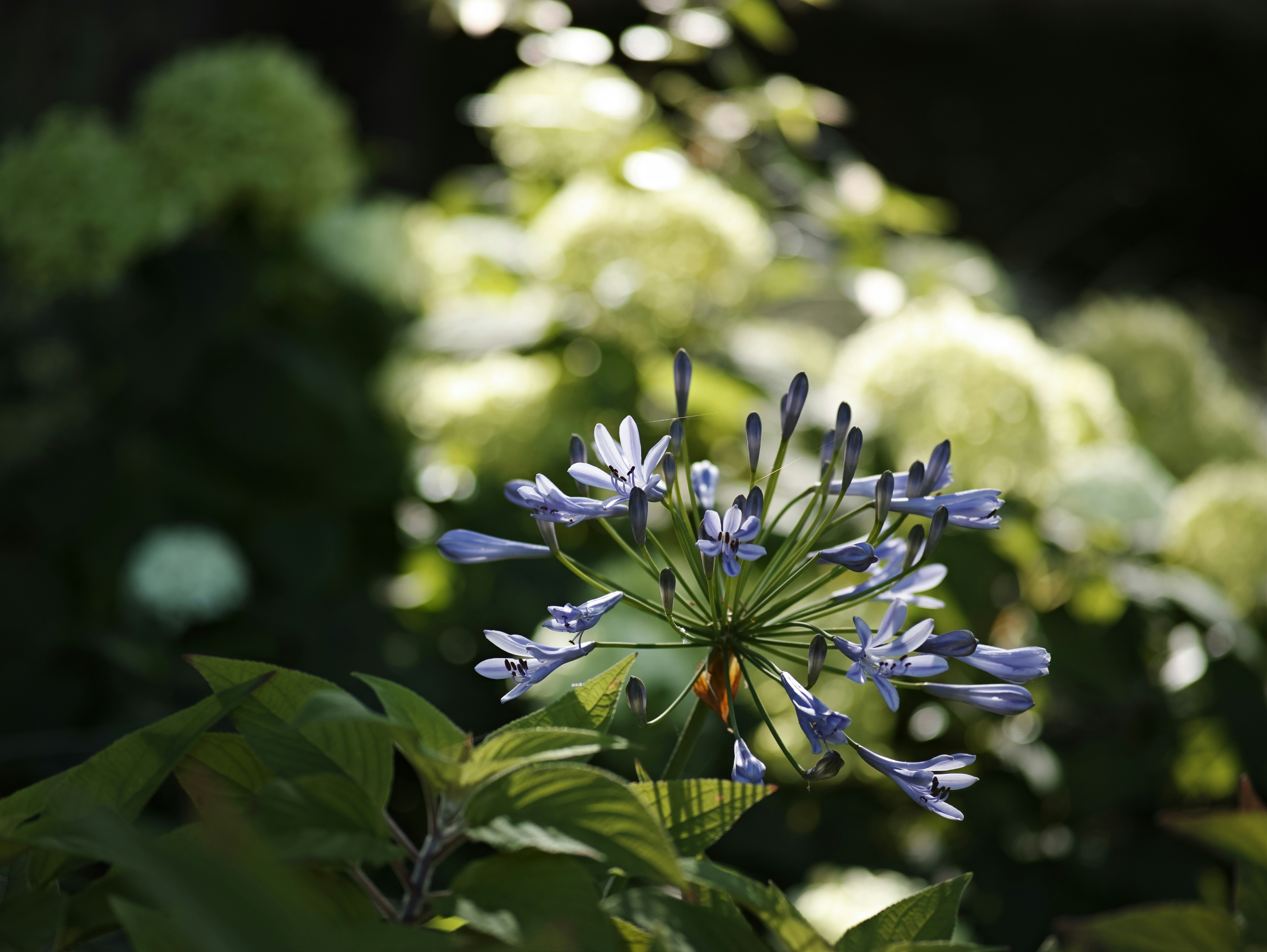Primer plano de una planta con flores azules y hojas verdes flores blancas borrosas al fondo