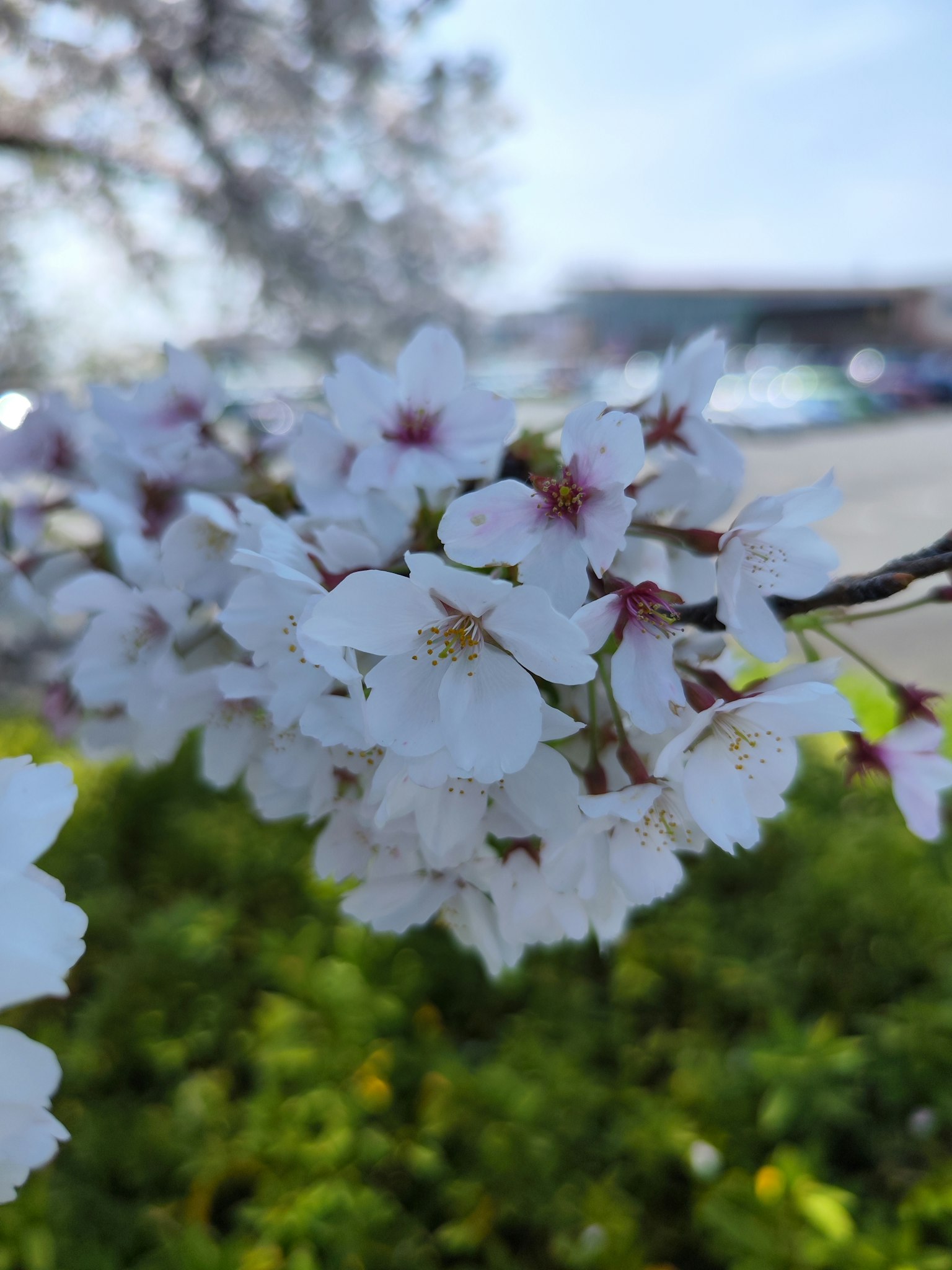 Acercamiento a flores de cerezo con pétalos blancos delicados