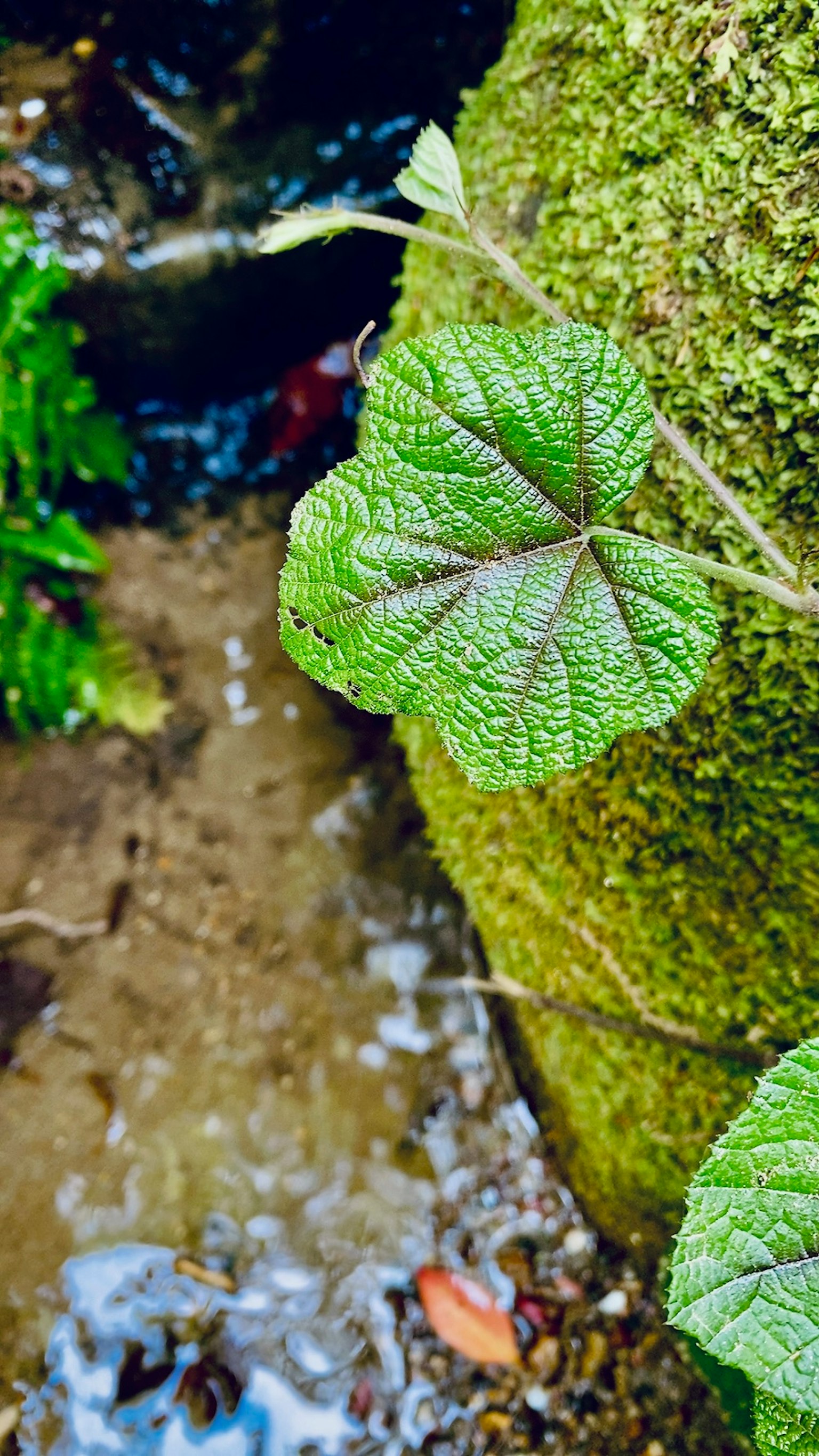 水流旁邊石頭旁的綠葉