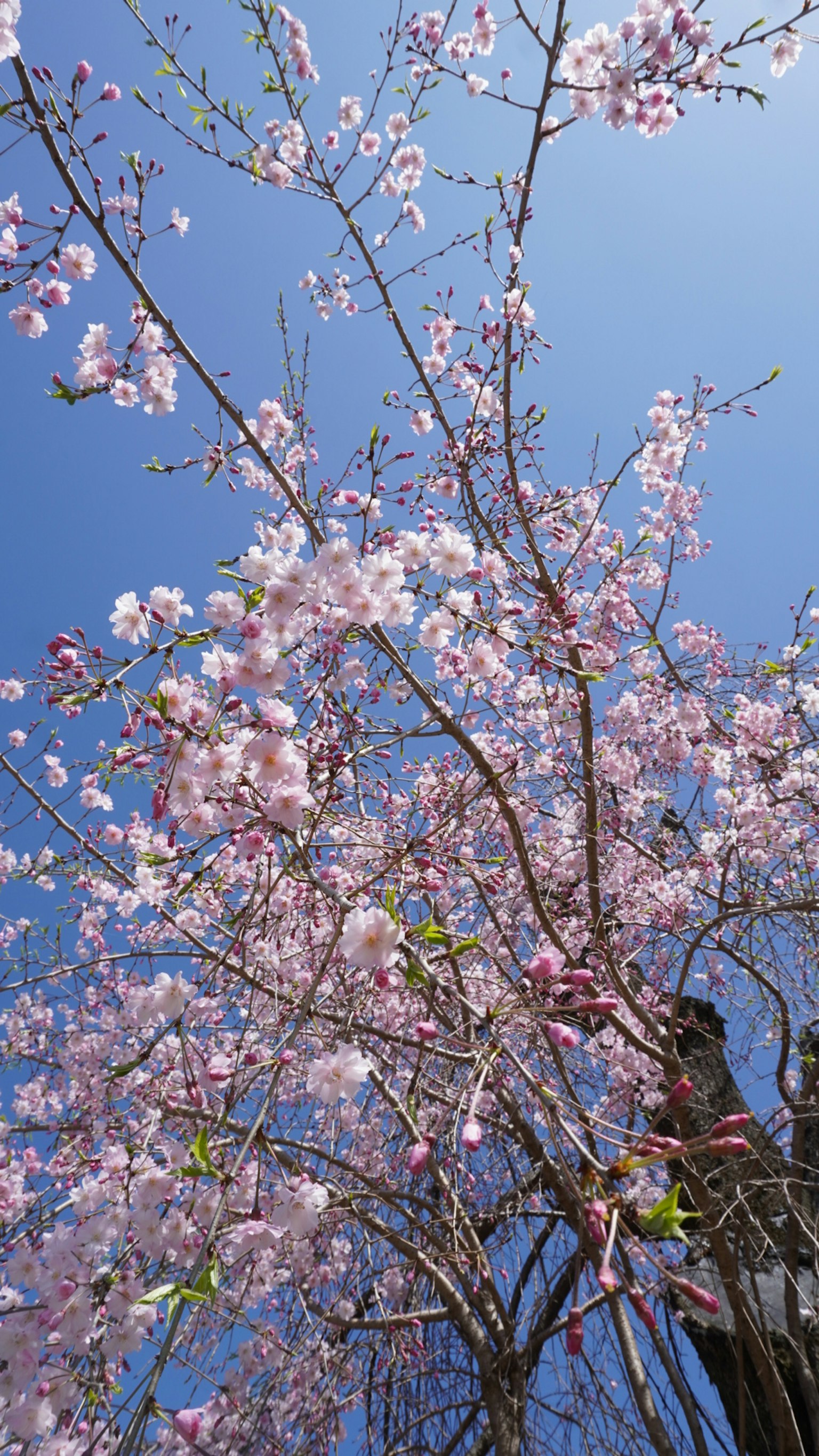 Kirschblüten und Zweige unter einem blauen Himmel