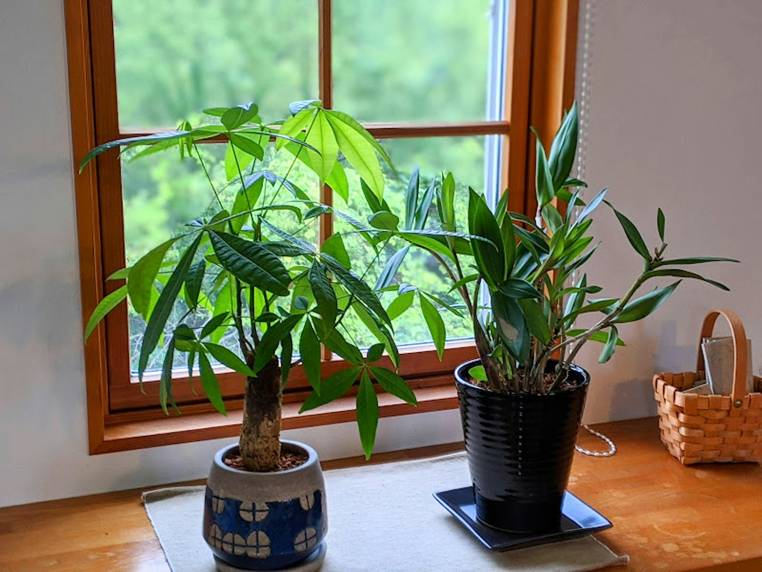 Zwei Zimmerpflanzen am Fenster mit grünen Blättern eine in einem Keramiktopf