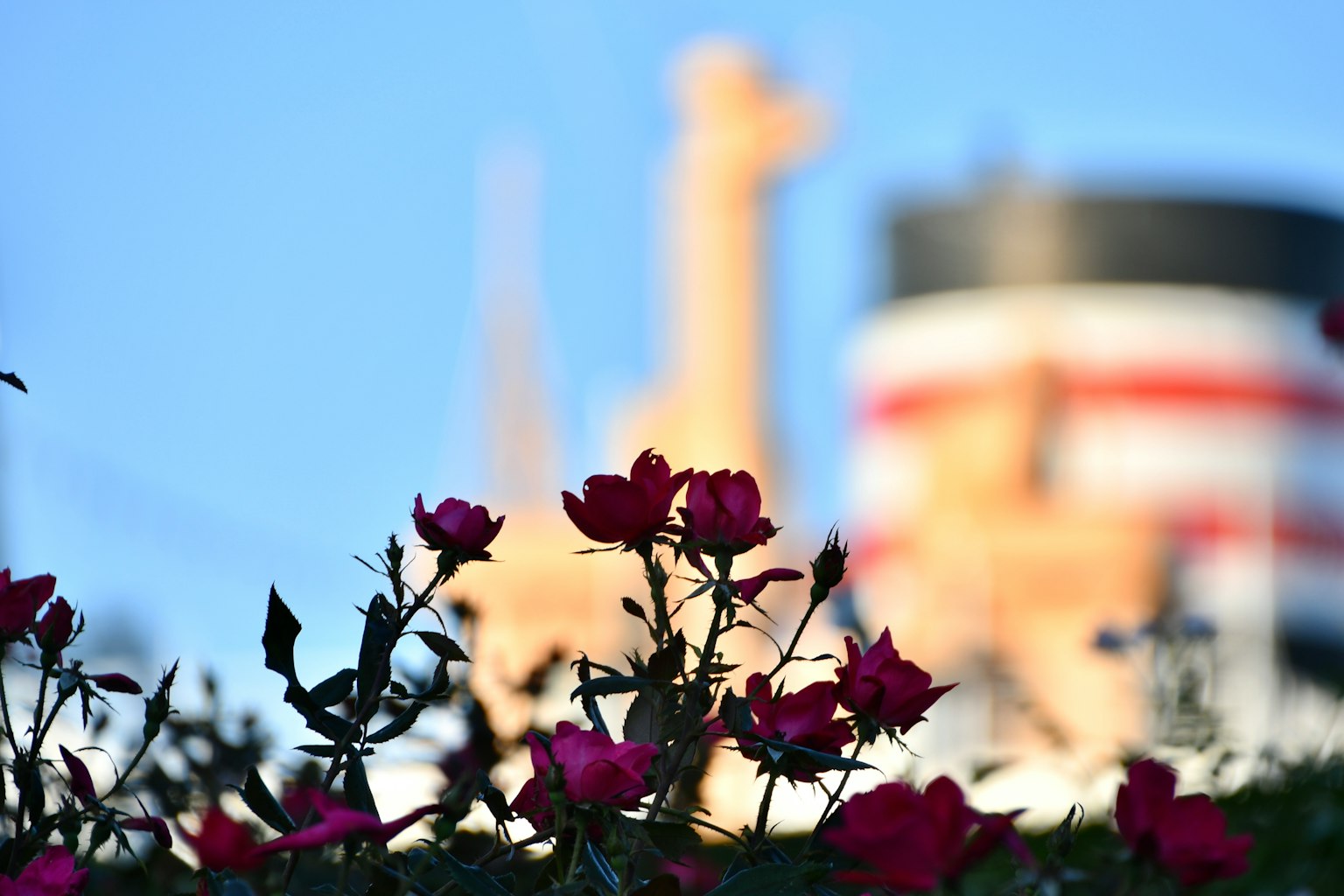 Rose rosse in primo piano con un camino di fabbrica sullo sfondo contro un cielo blu