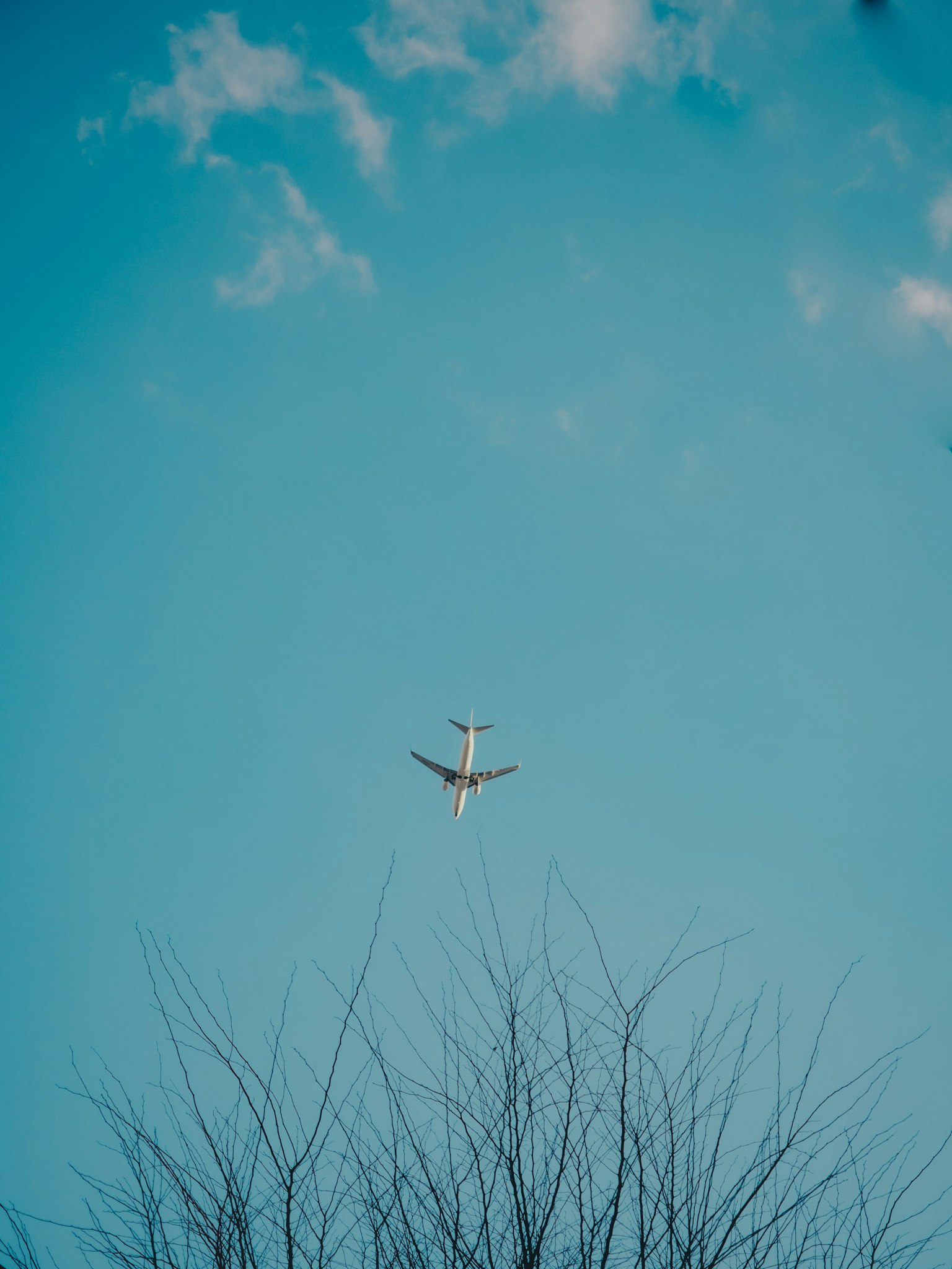 Avion volant dans un ciel bleu avec des branches d'arbre