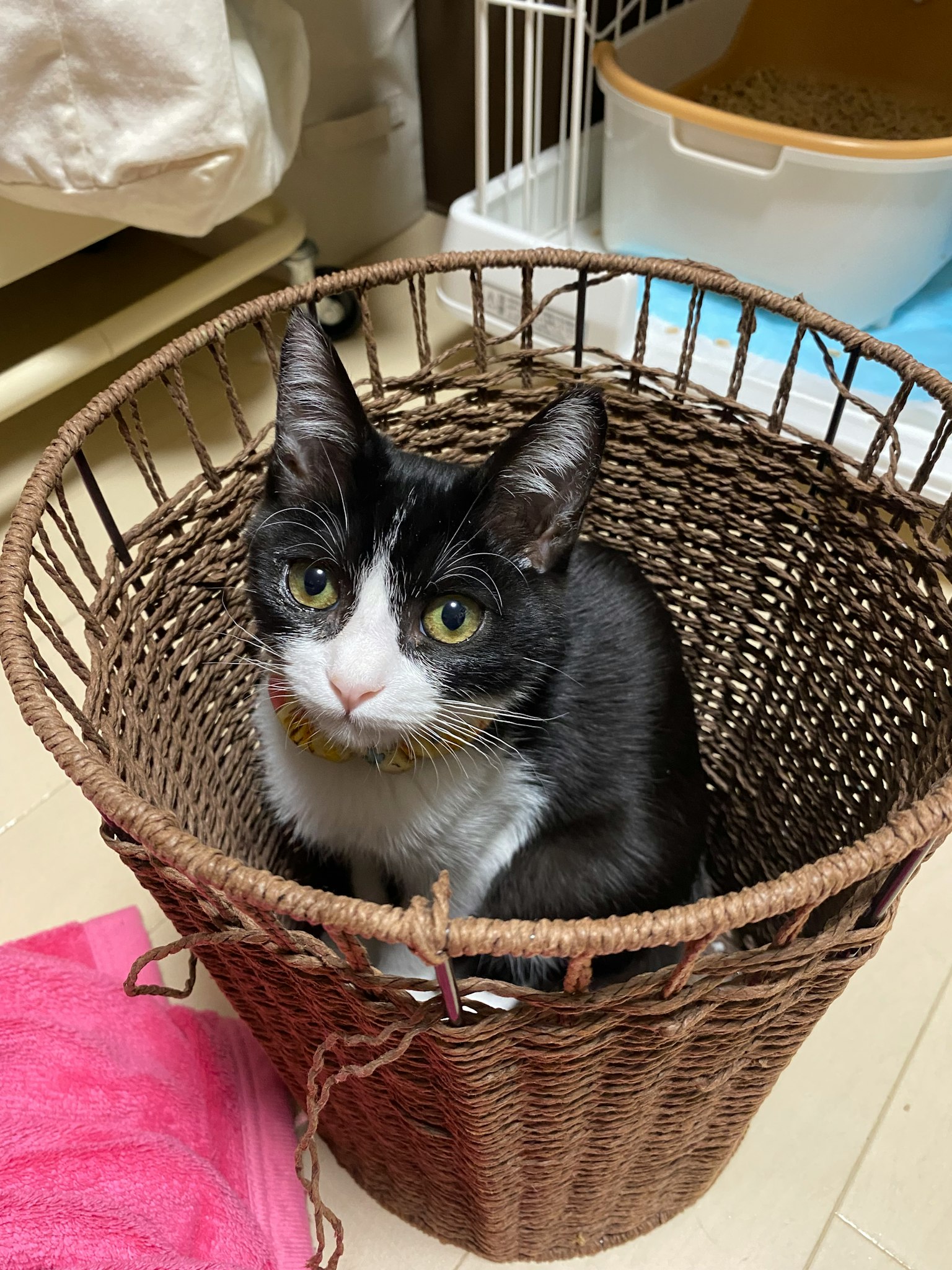 Un chat assis dans un panier tressé