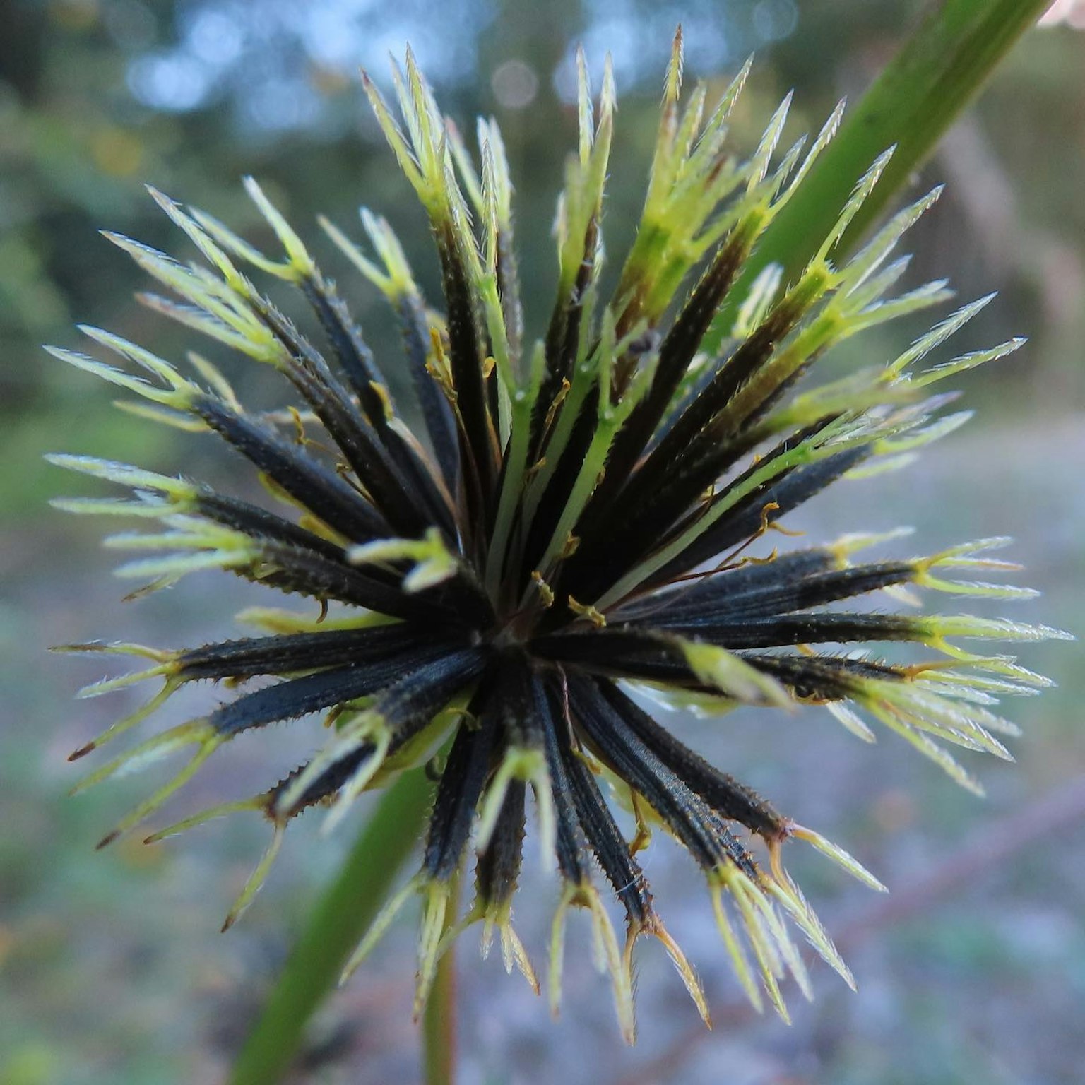 Nahaufnahme einer Pflanzenblüte mit schwarzen Stacheln und grünen Blättern