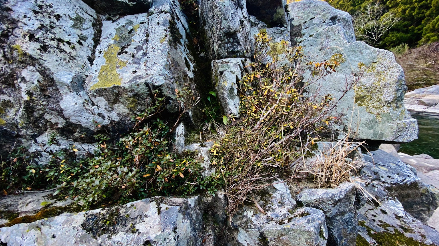 Paisaje natural con plantas y musgo creciendo entre las rocas