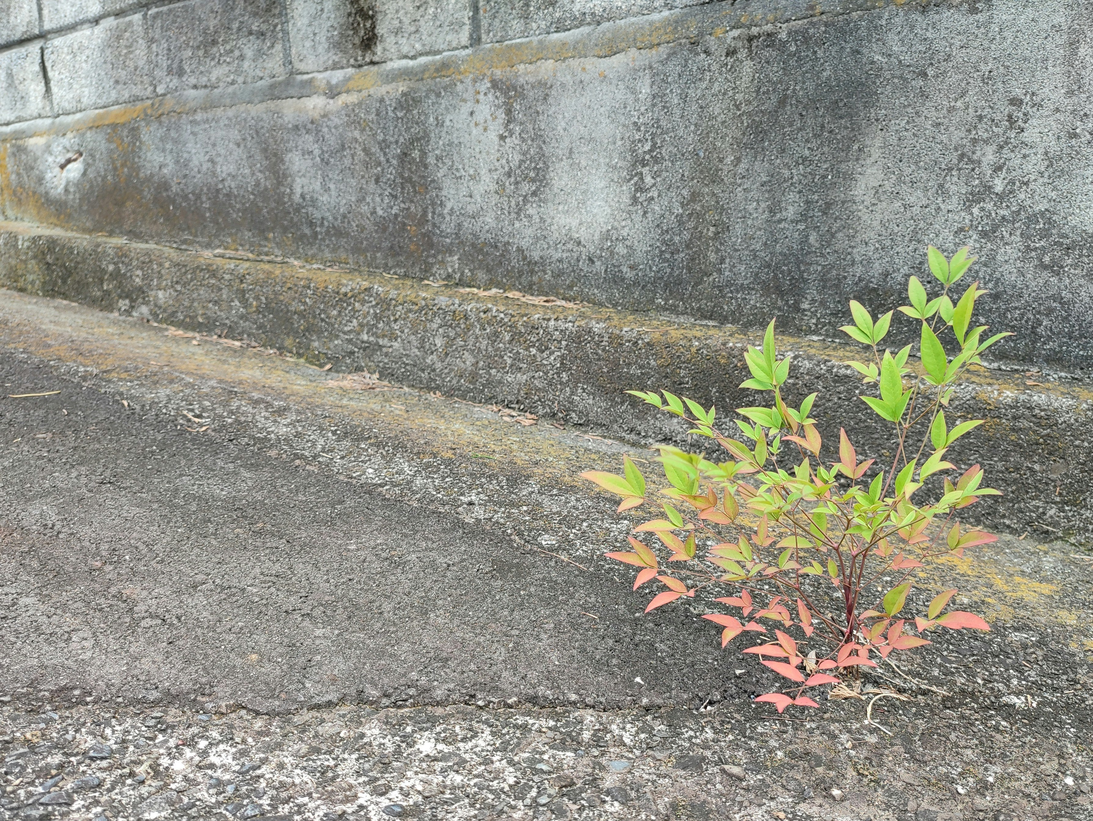 kleiner Nandina-Strauch, der in einer Ritze der Straße wächst