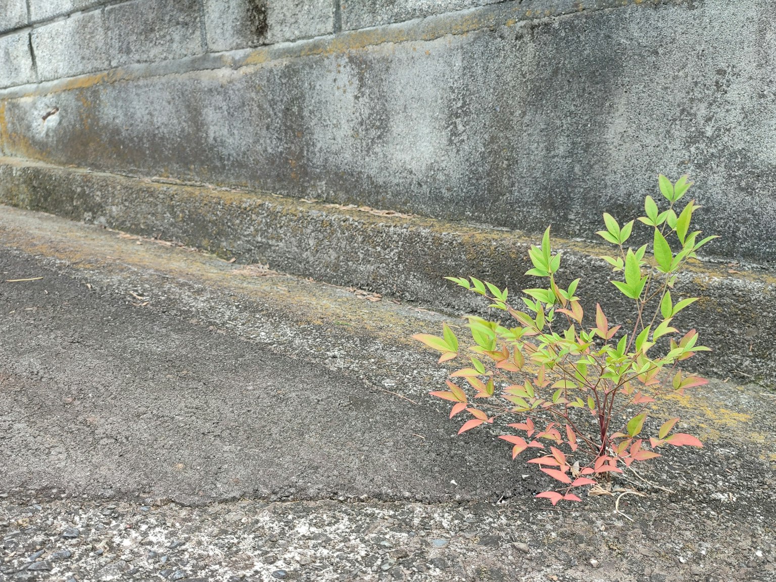 Piccola pianta con foglie verdi e rosse che cresce su una superficie di cemento muschiosa