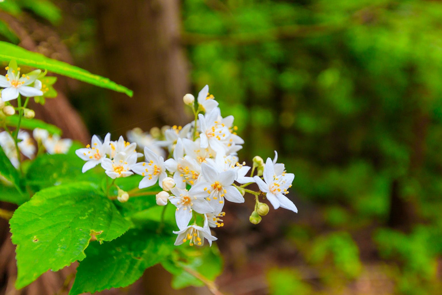Groupe de fleurs blanches avec des feuilles vertes sur un fond forestier luxuriant