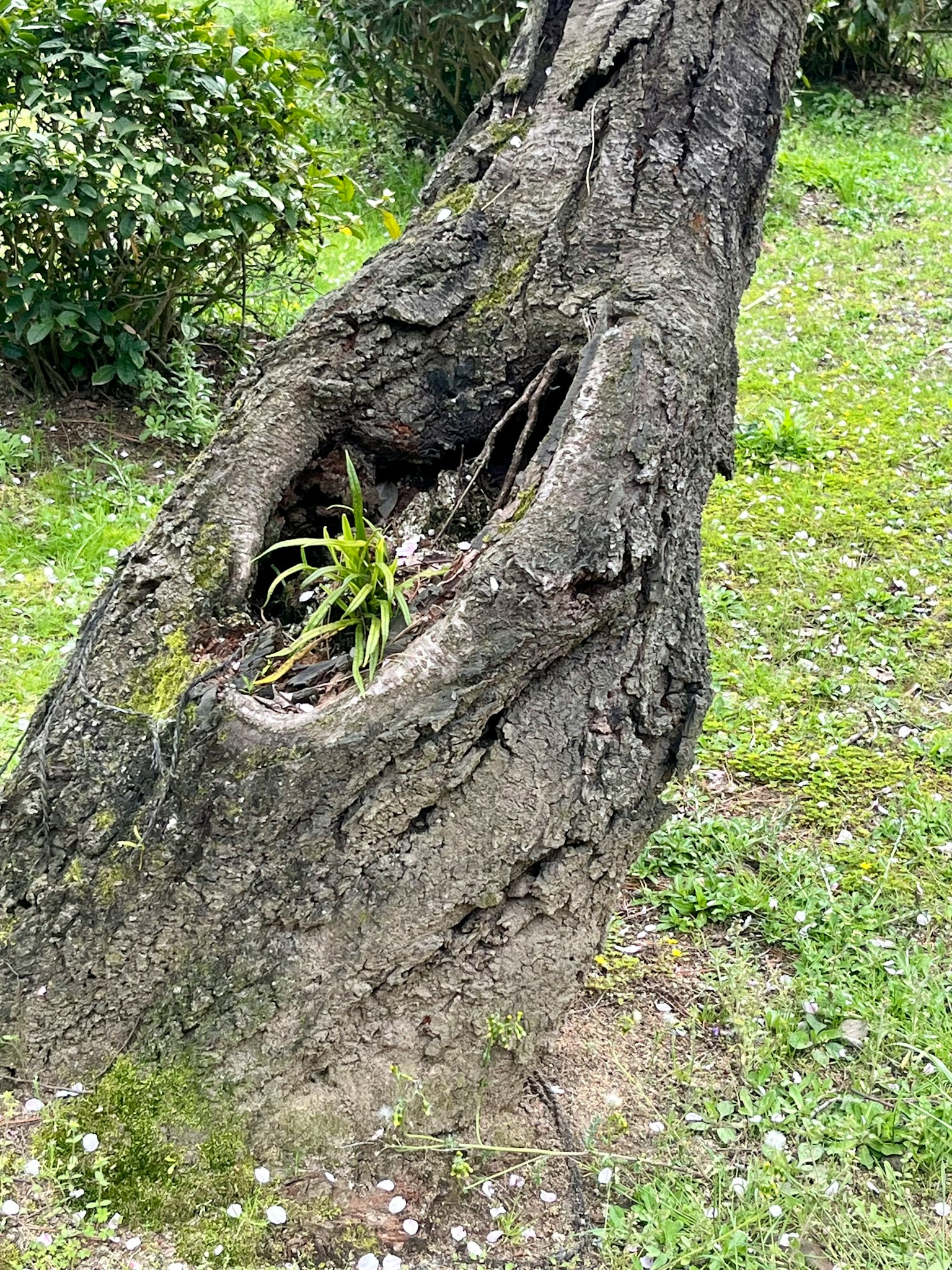 Un tronco d'albero con un foro e erba verde che cresce all'interno