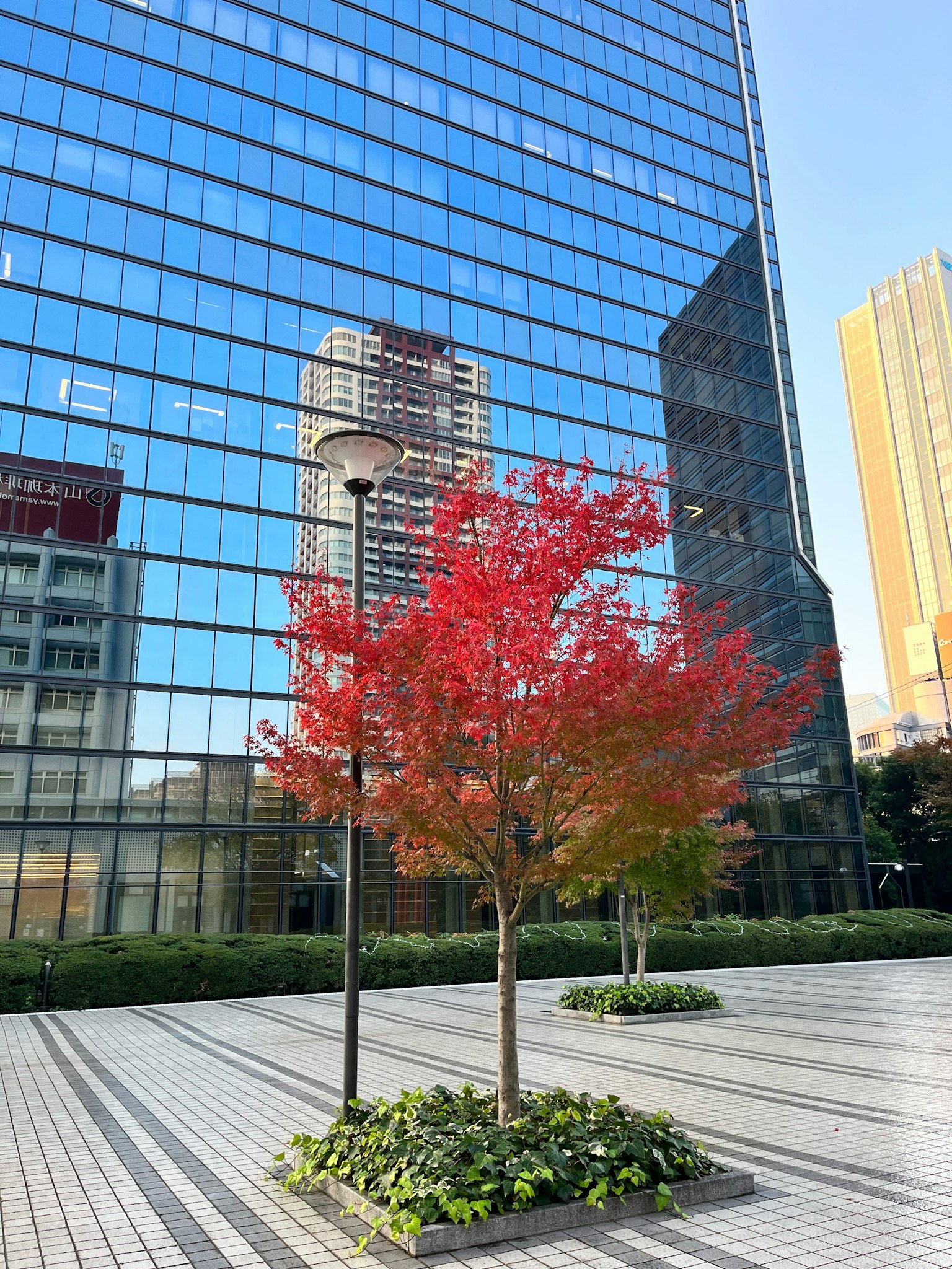 一棵红叶树在反射城市的玻璃建筑前