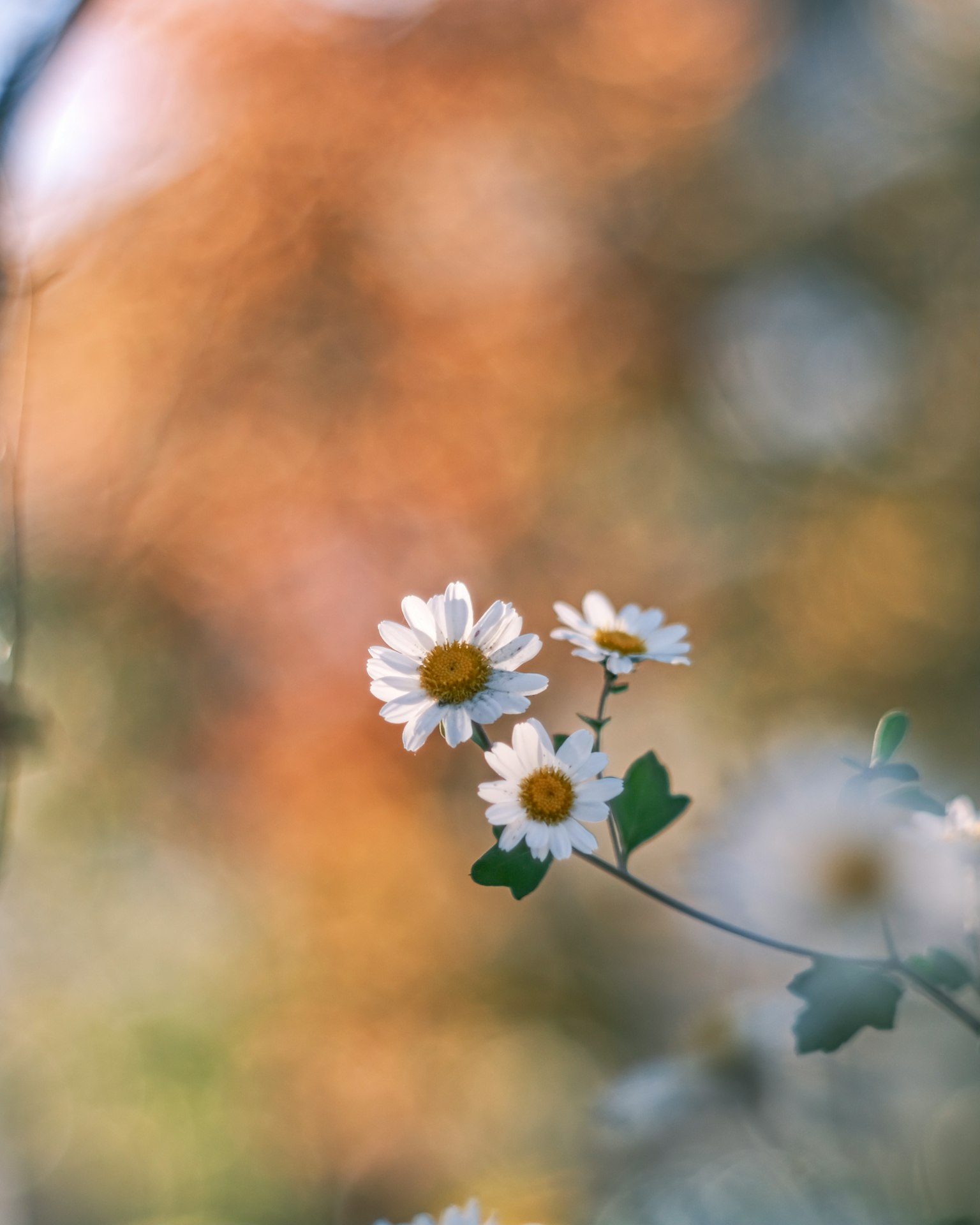 Fiori bianchi con foglie verdi su uno sfondo naturale sfocato