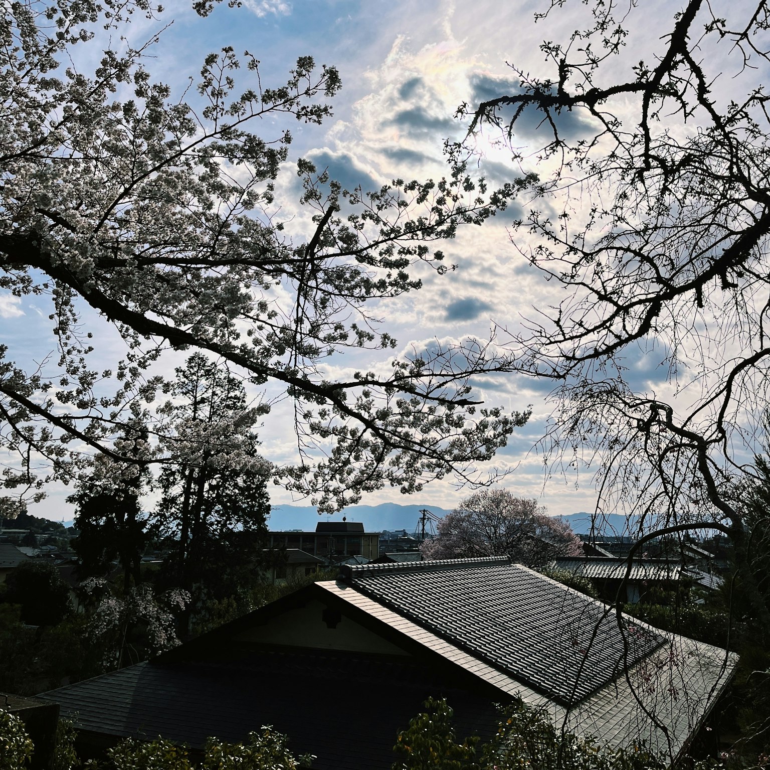 风景如画的樱花树和多云的天空