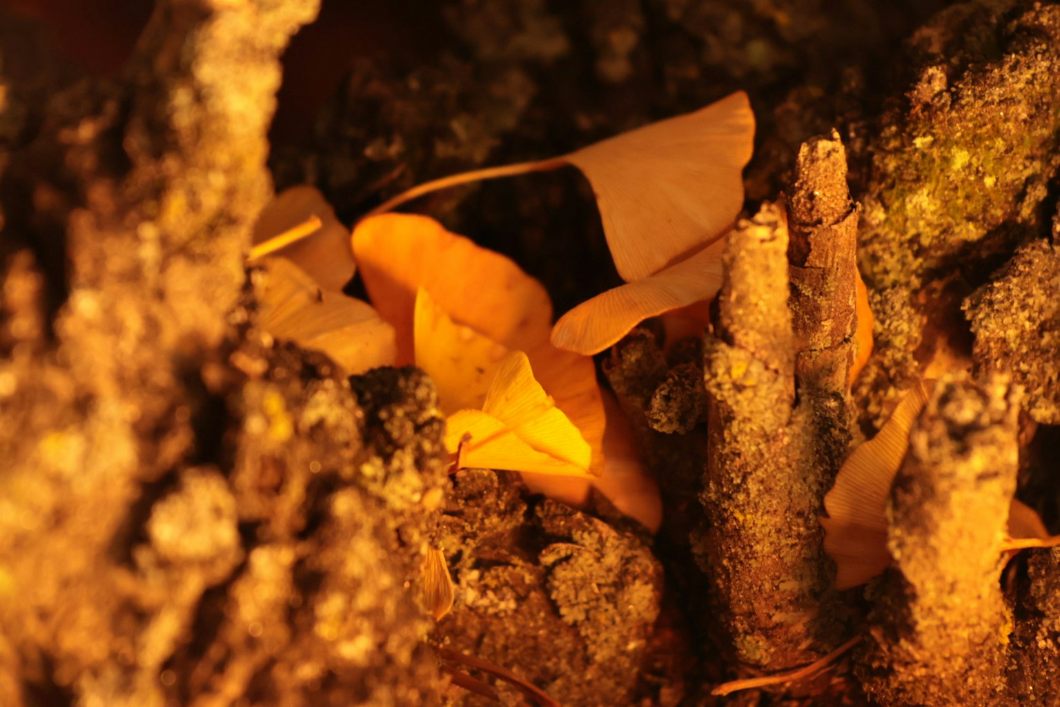 Close-up daun kuning dan tekstur tanah di antara kulit pohon