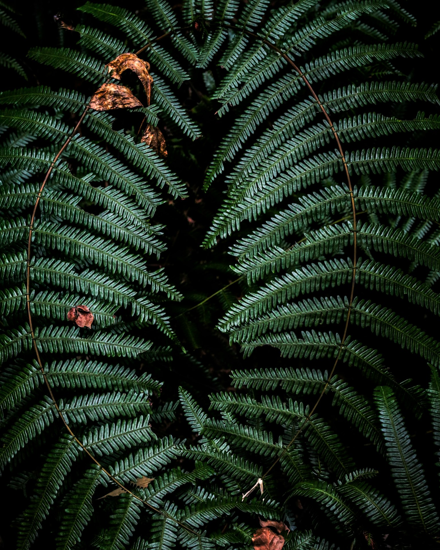 Close-up of lush green ferns with scattered brown leaves