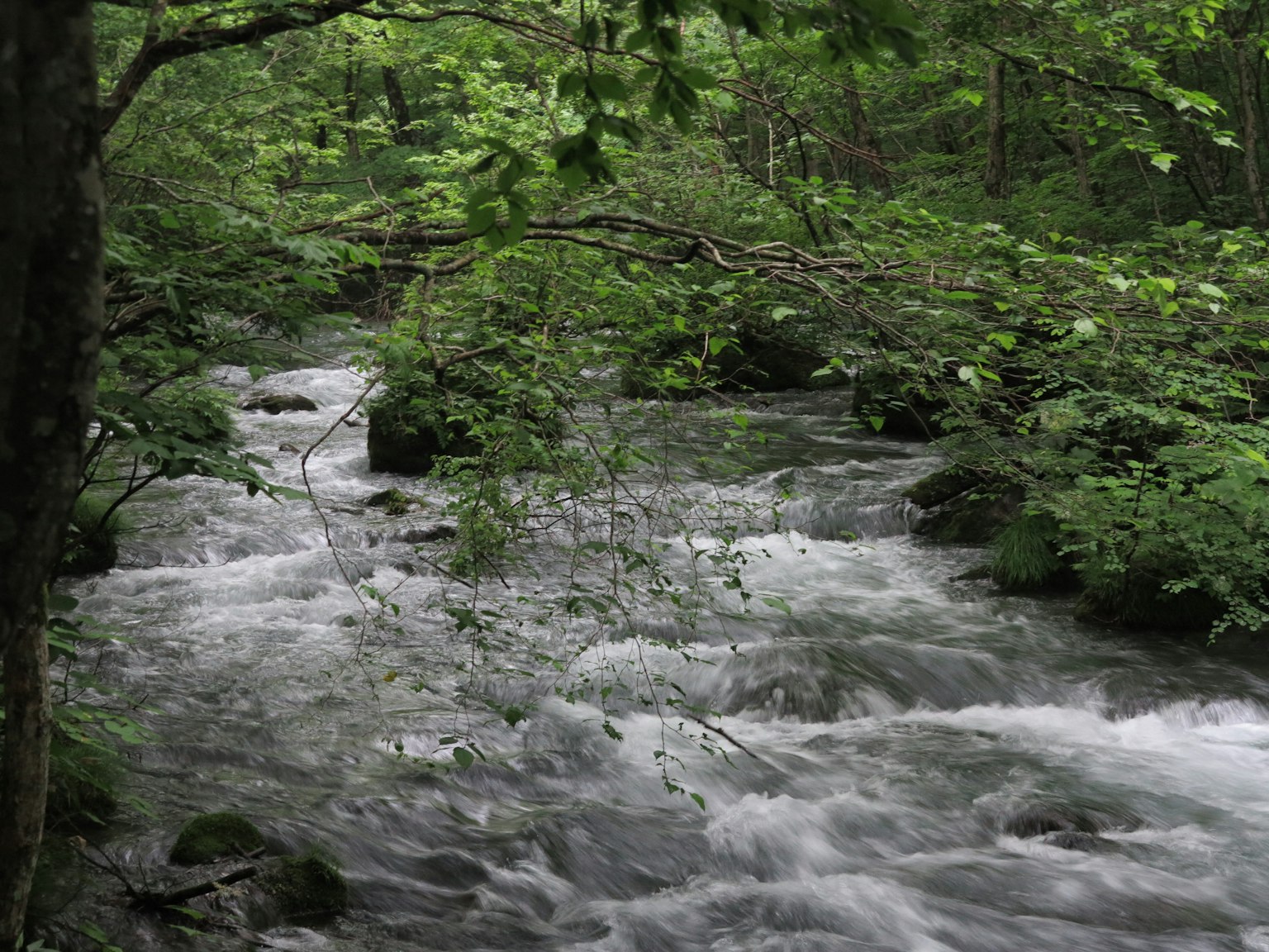 A flowing stream surrounded by lush green trees