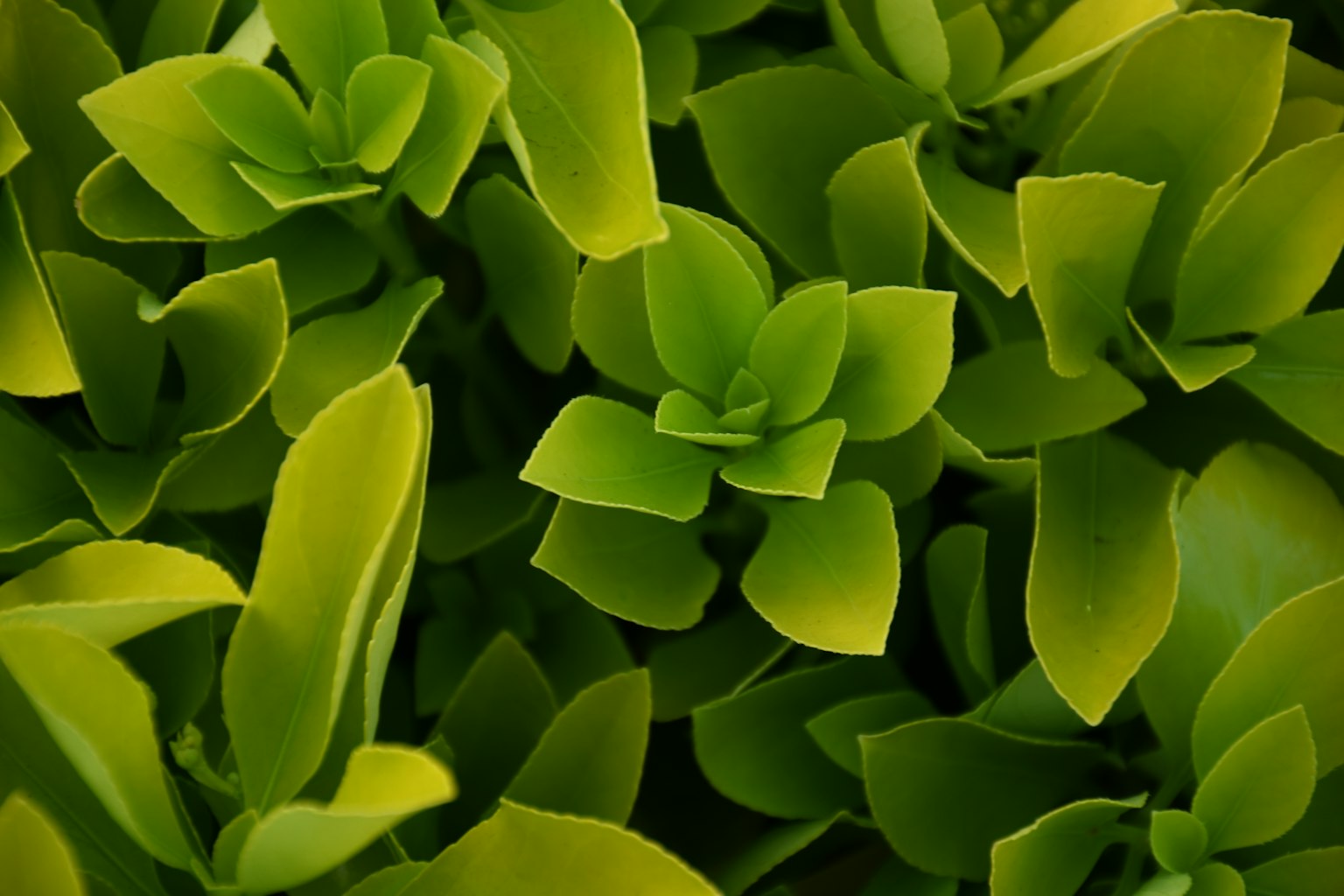 Close-up of dense green leaves of a plant