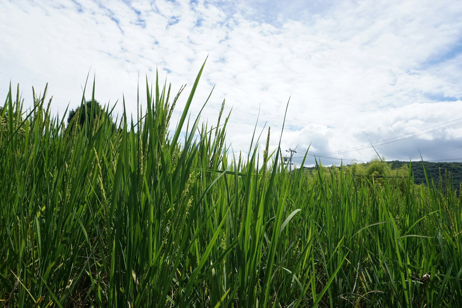 Herbe verte luxuriante sous un ciel bleu clair