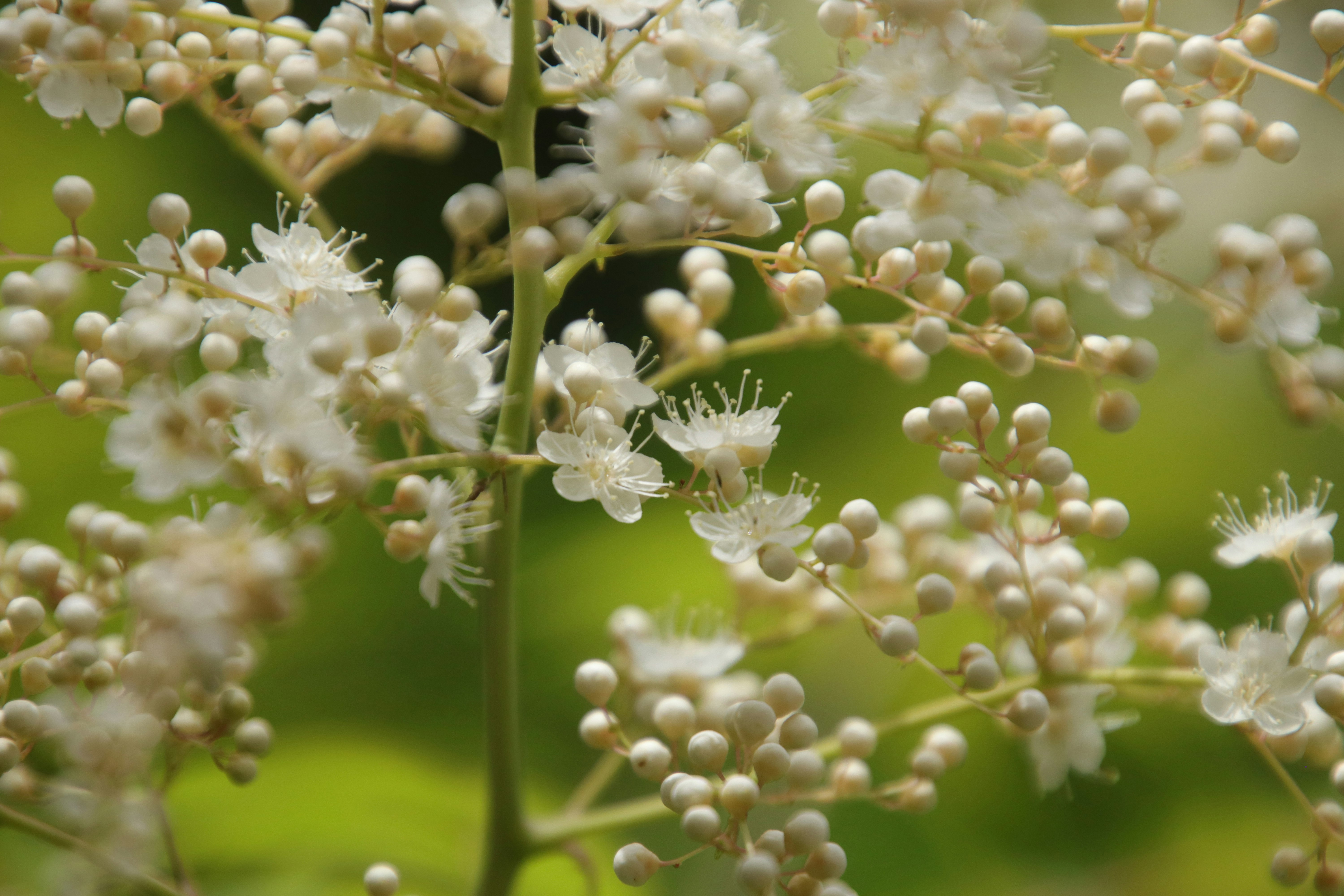 白い花とつぼみが集まった植物のクローズアップ画像