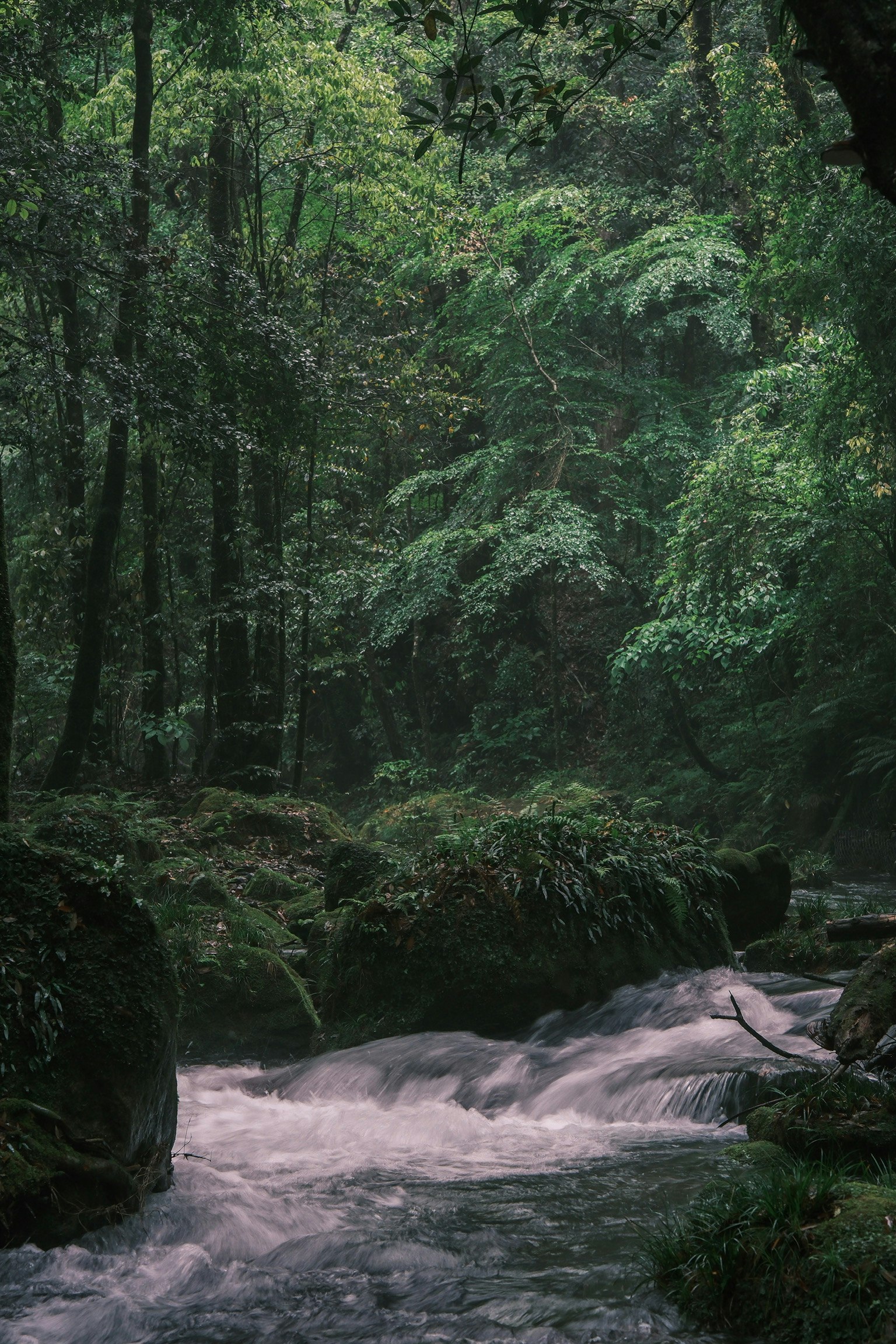 鹿児島の悠久の森で流れる小川の早朝雨景色