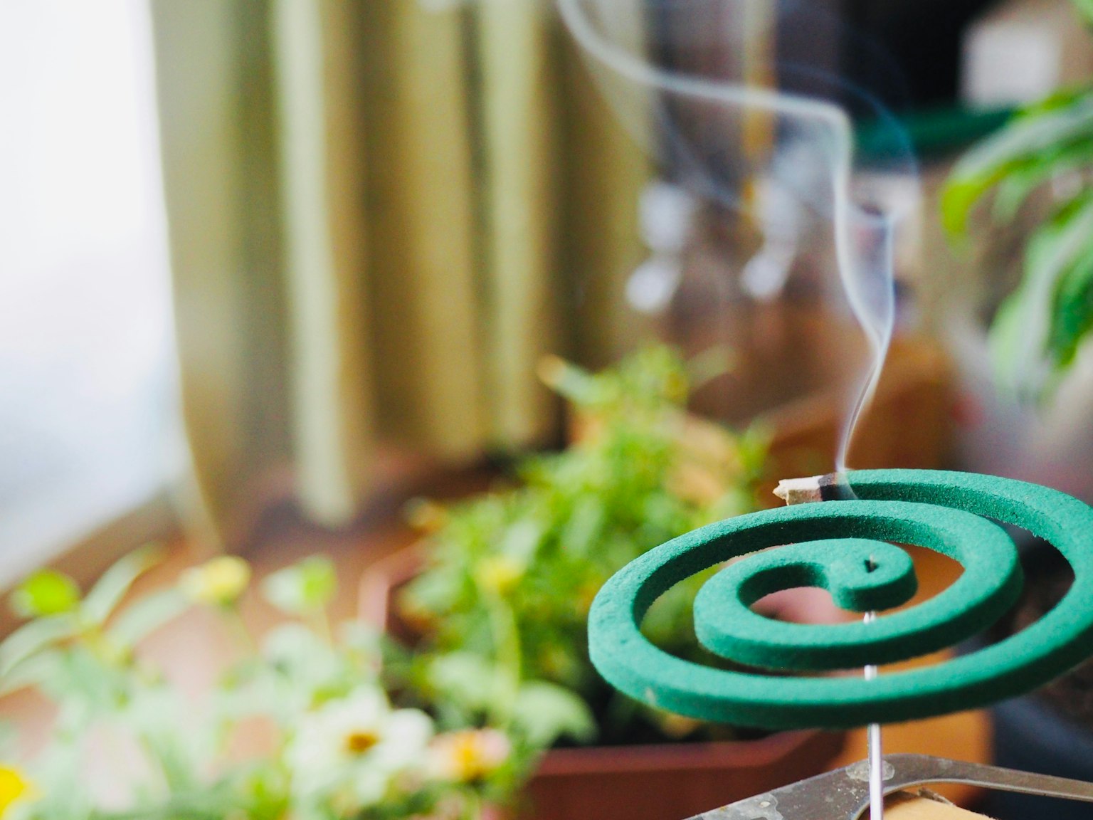Green mosquito coil emitting smoke near indoor plants