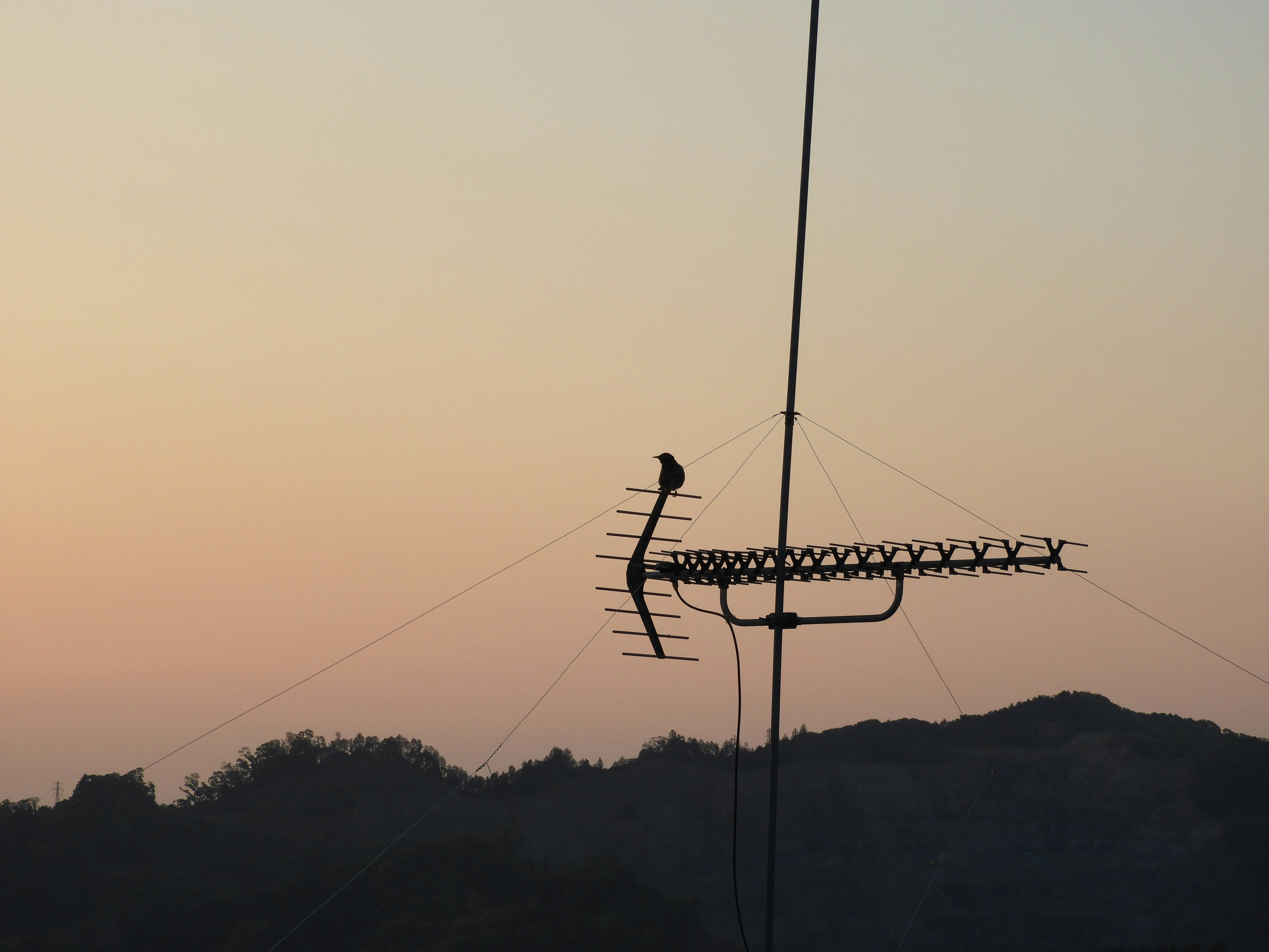 夜明け前の空に伸びる電線とアンテナ