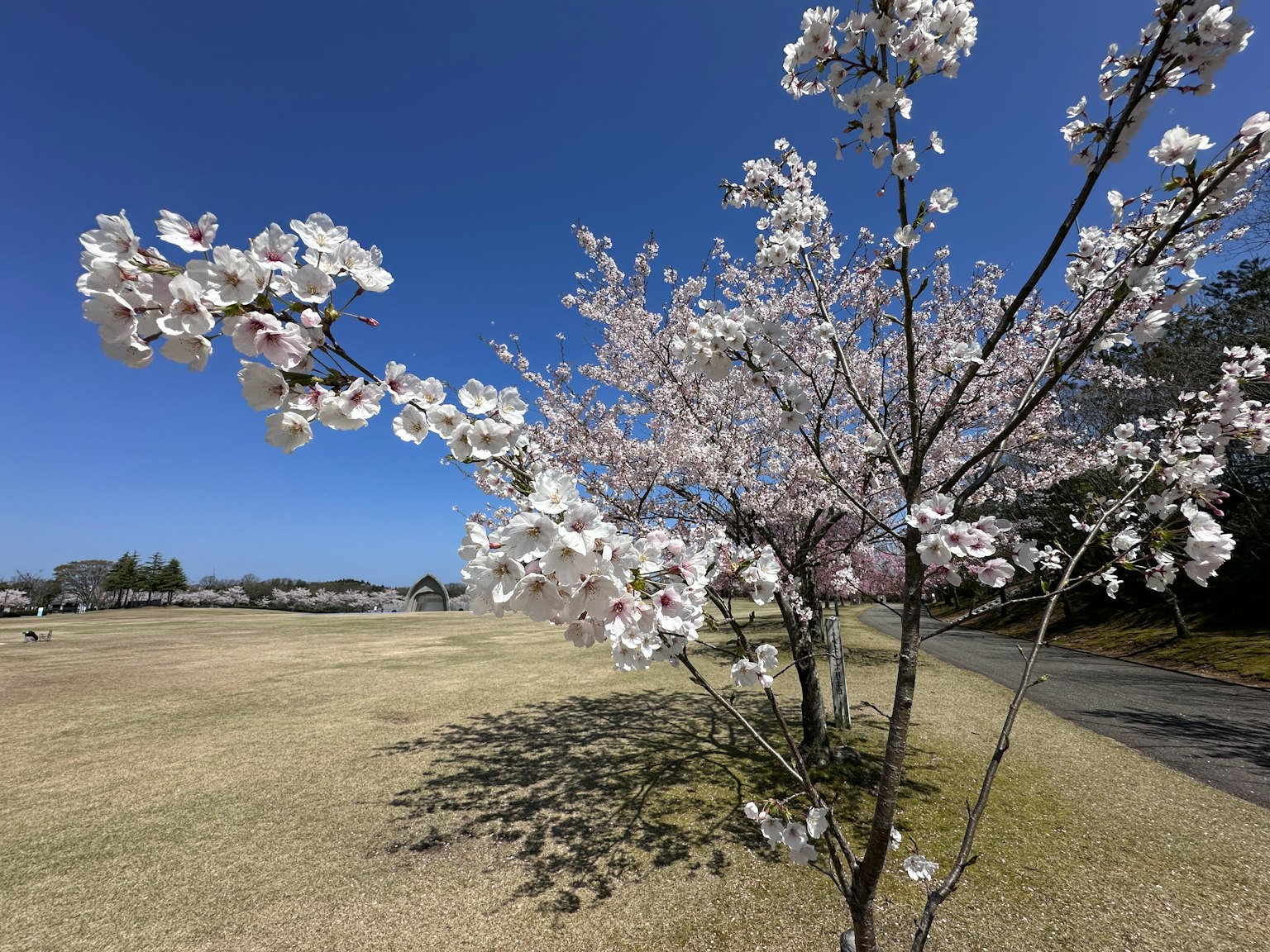 Árbol de cerezo en plena floración bajo un cielo azul claro