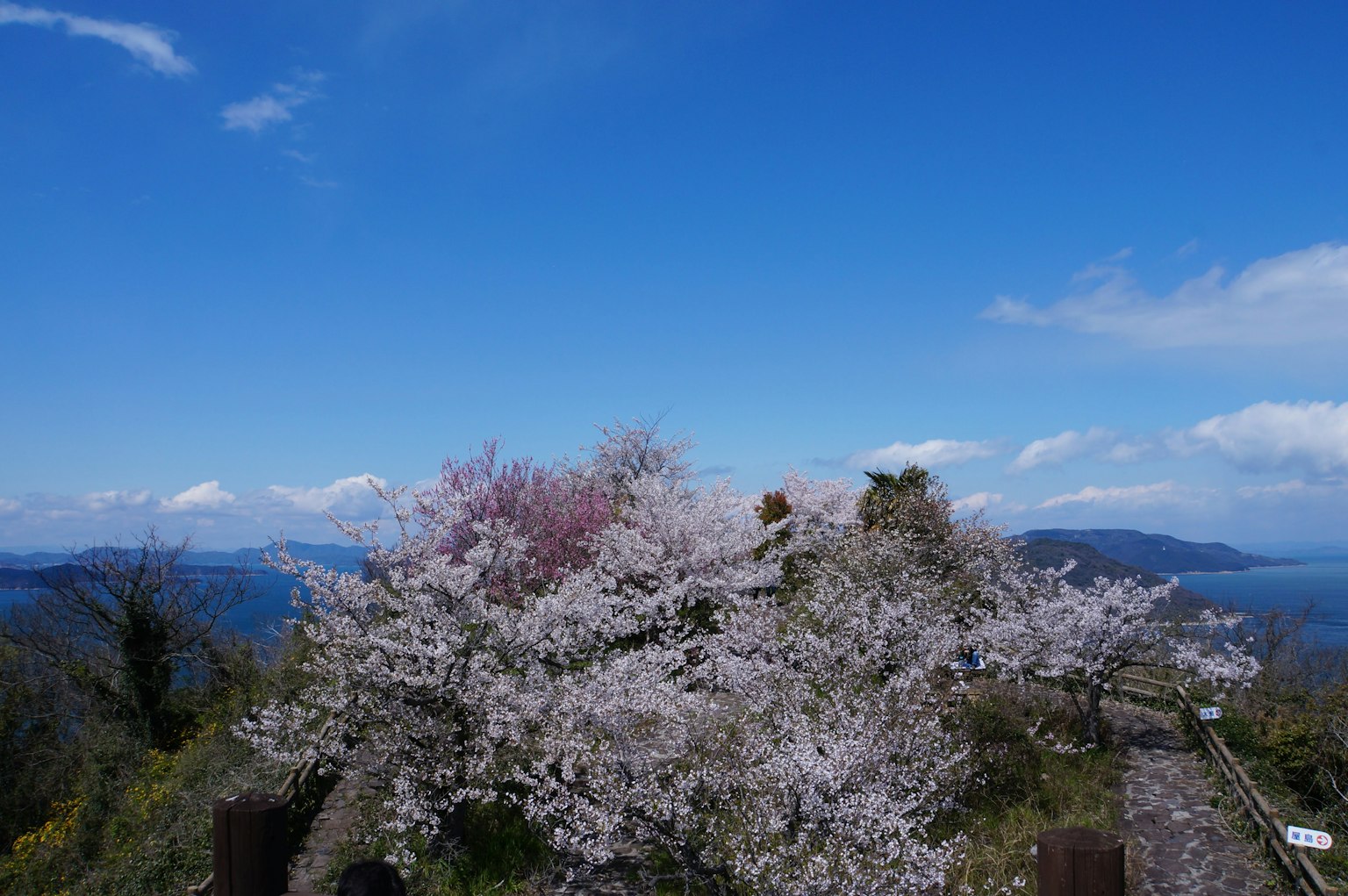 Vista panoramica di ciliegi in fiore contro un cielo blu