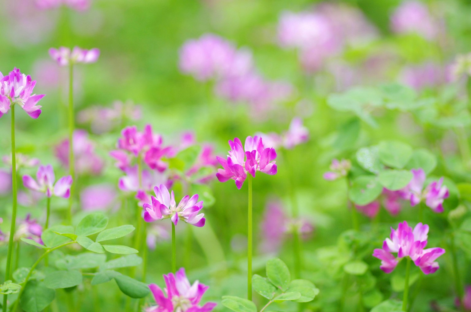 绿色背景上的粉色花朵特写