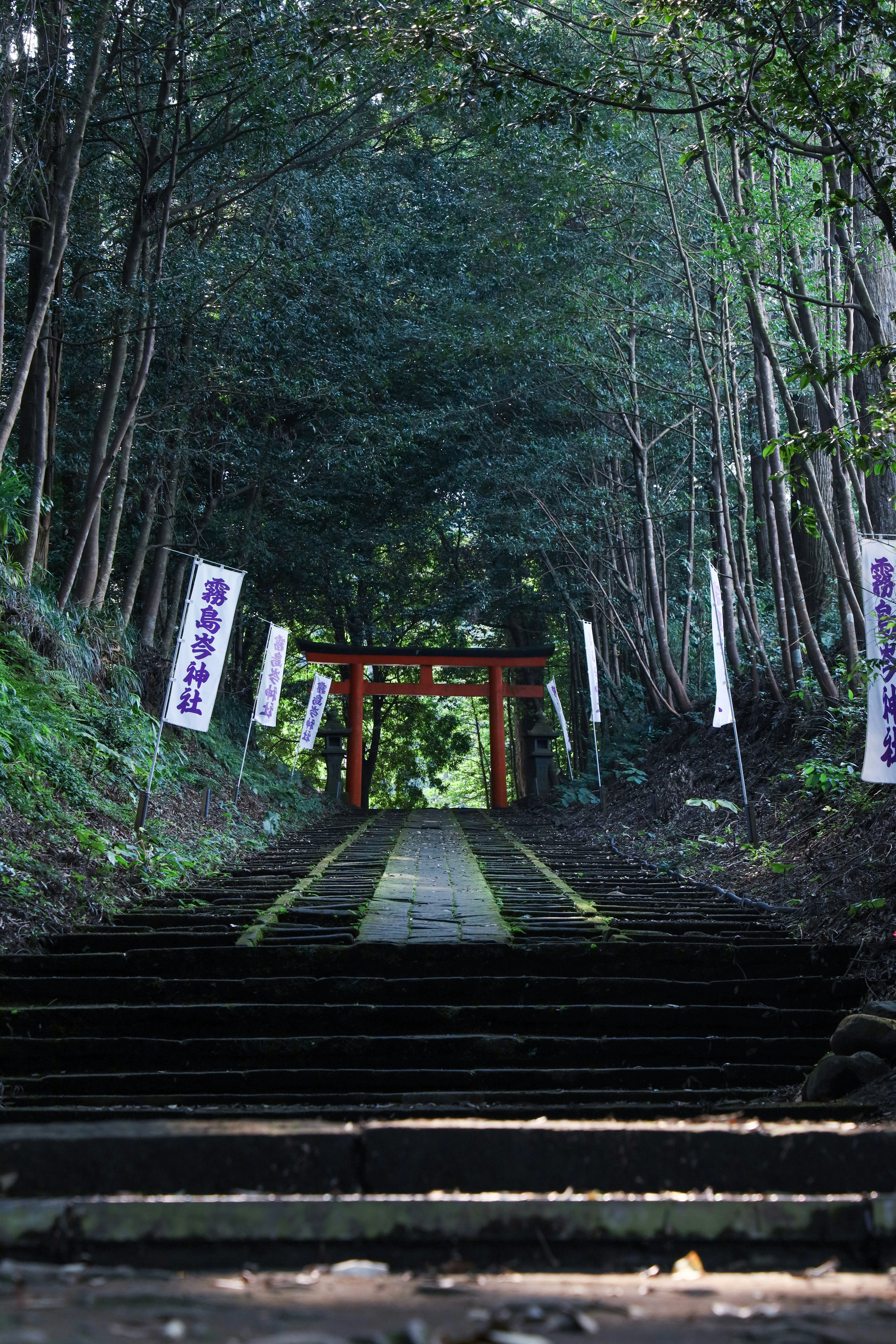 夕暮れの森の参道に立つ鳥居と石段
