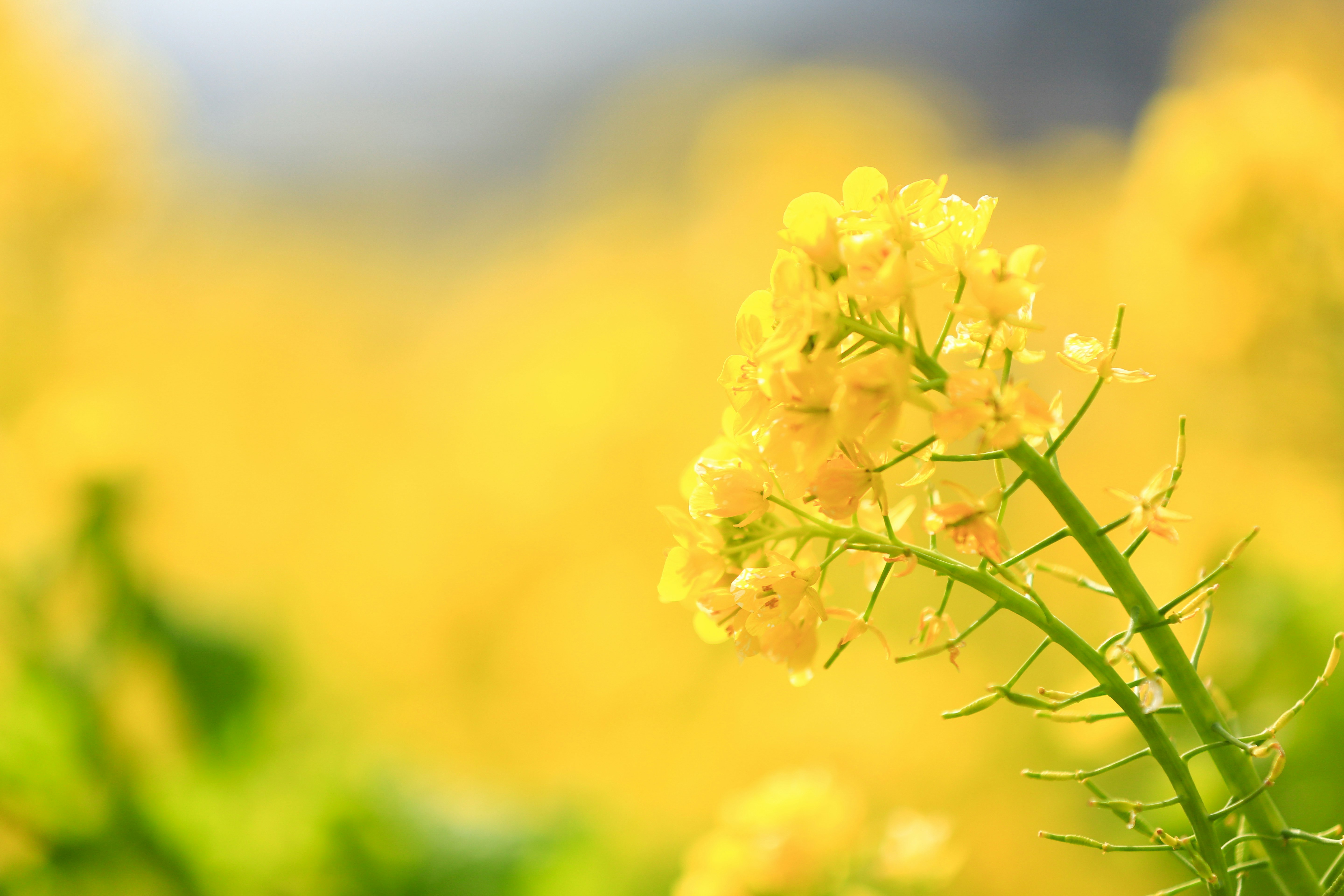 黄色い花のクローズアップとボケた花畑