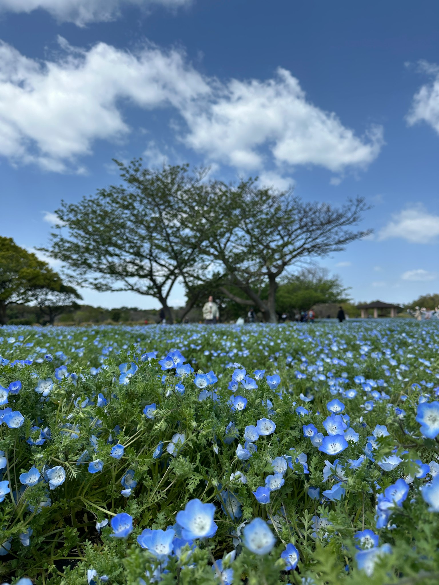 Un vaste champ de fleurs bleues avec des arbres en arrière-plan et un ciel dégagé
