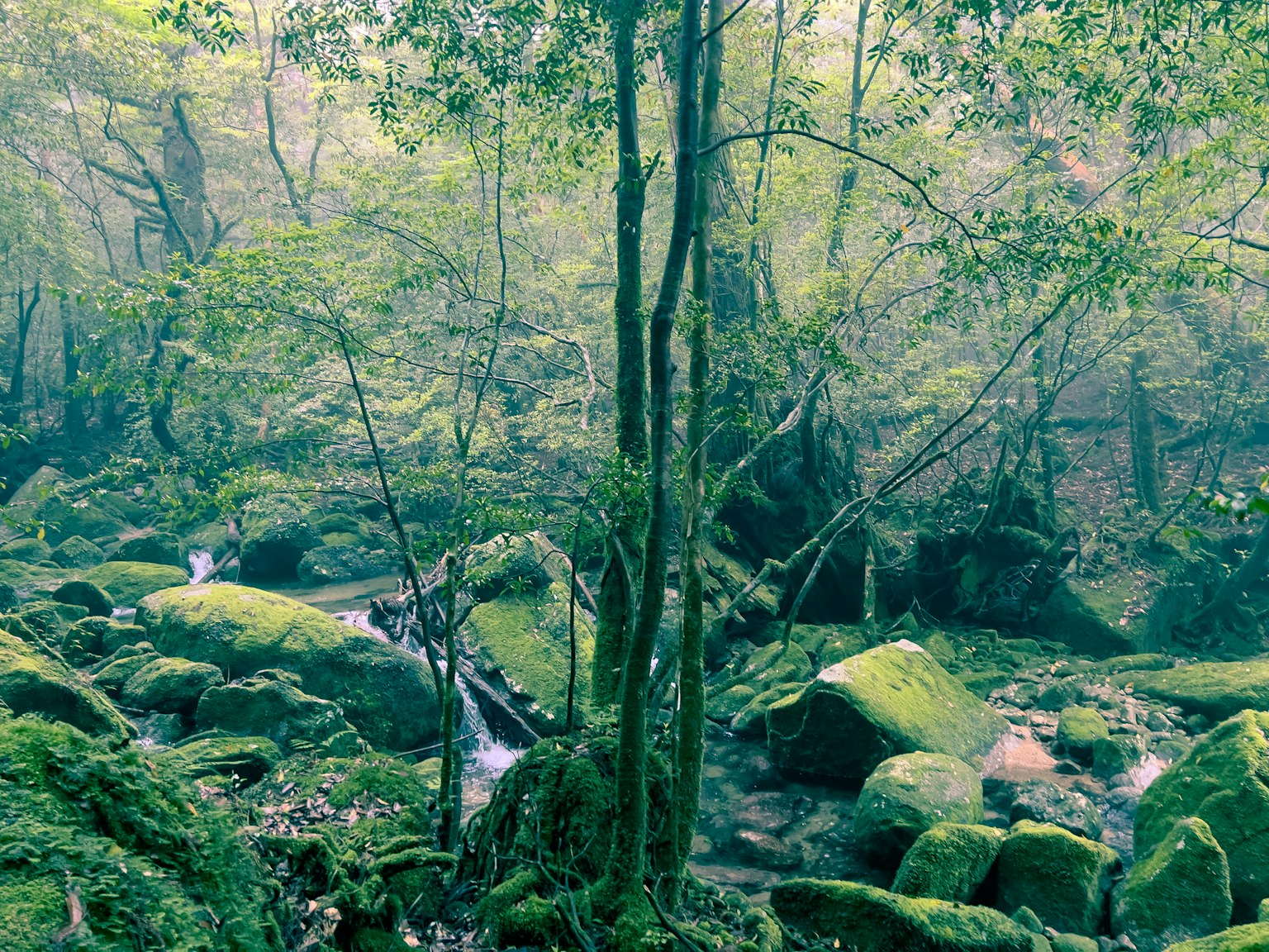 Hutan hijau subur dengan aliran dan batu tertutup lumut